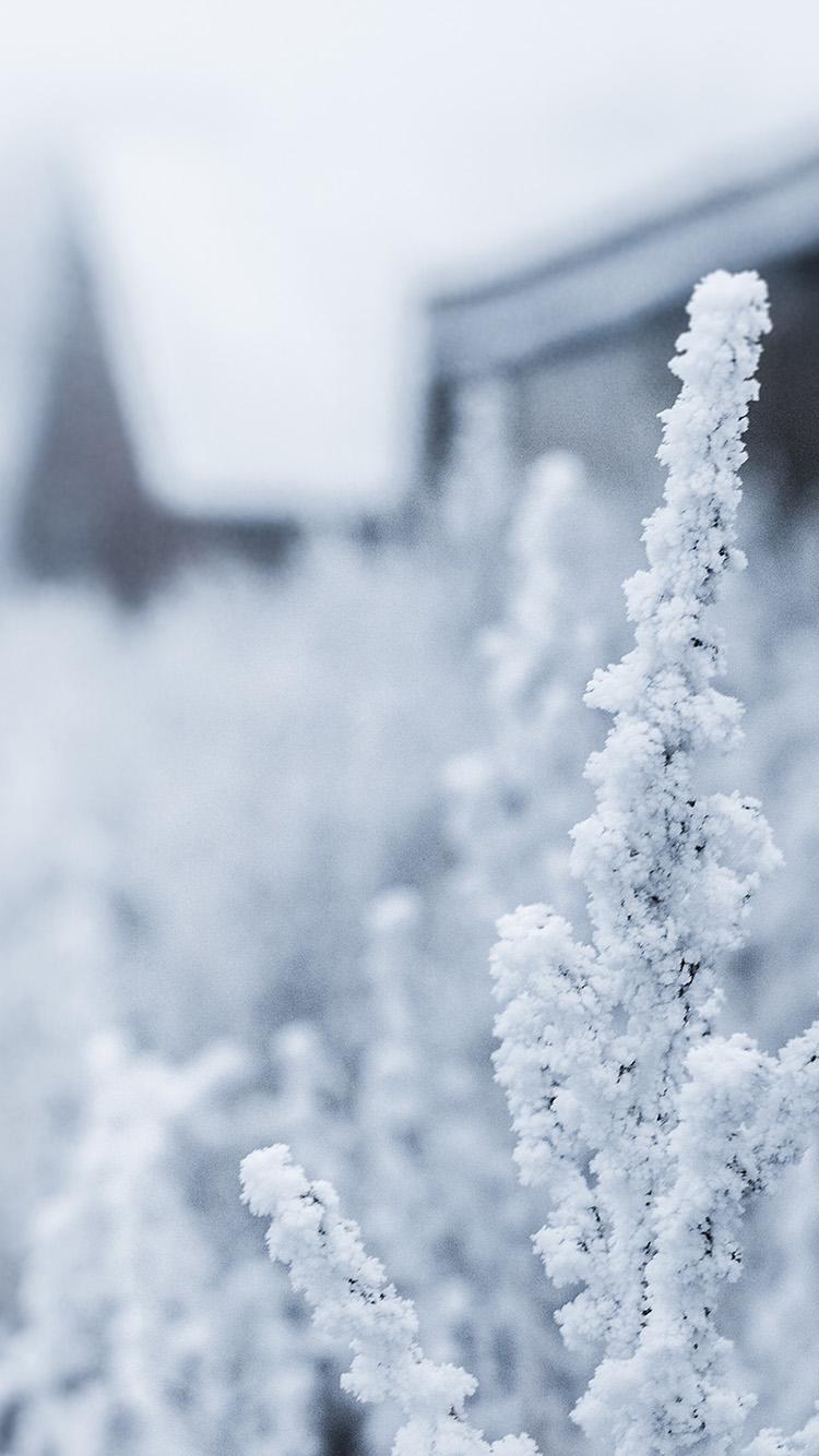 750x1334 Snow White Winter Flower Wallpaper