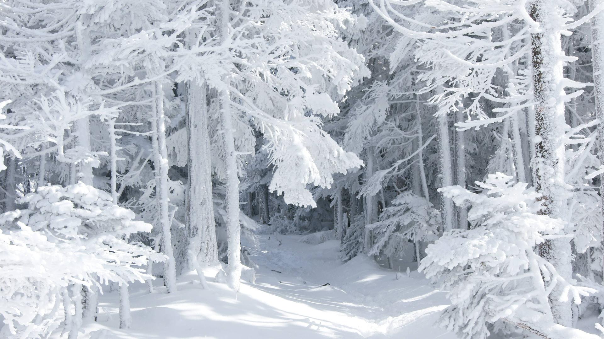 1920x1080 Free download All White Winter Wallpaper [1920x1080] for your Desktop, Mobile & Tablet. Explore All White Wallpaper. White Desktop Wallpaper, White 3D Wallpaper, White Wallpaper Designs