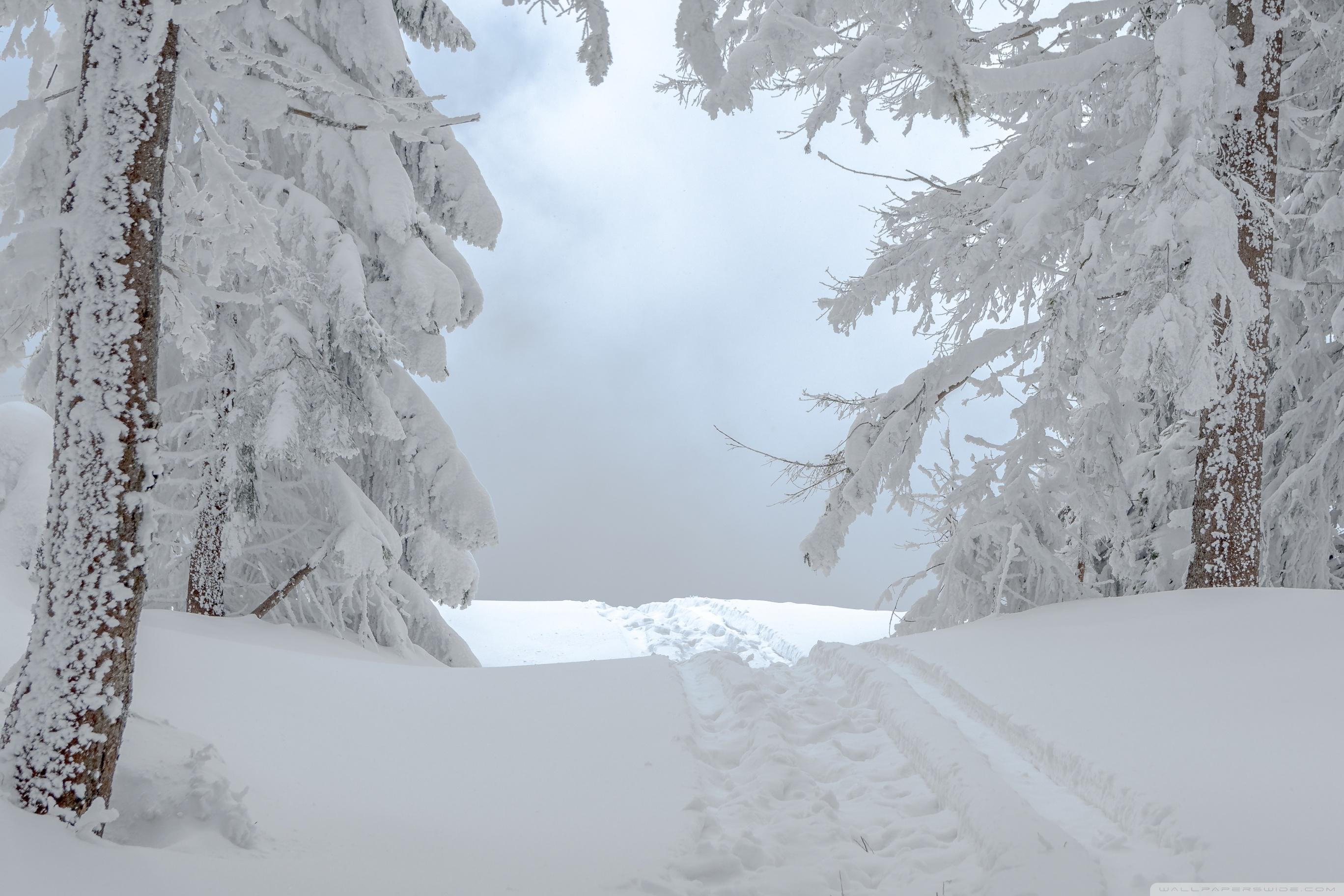 2736x1824 White Winter Snow Scene Ultra HD Desktop Background Wallpaper for 4K UHD TV : Widescreen & UltraWide Desktop & Laptop : Tablet