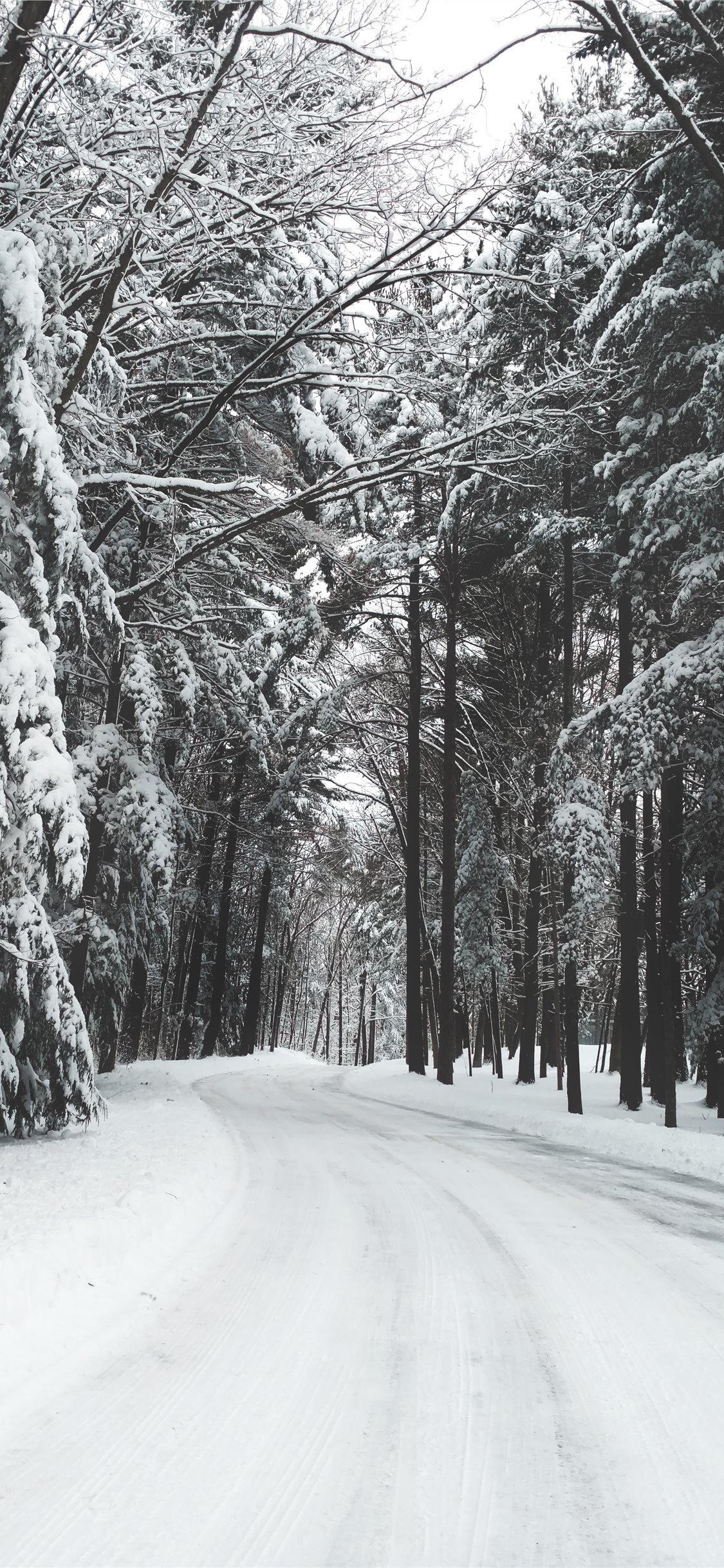 1125x2436 road surrounded by trees during winter iPhone X Wallpaper Free Download