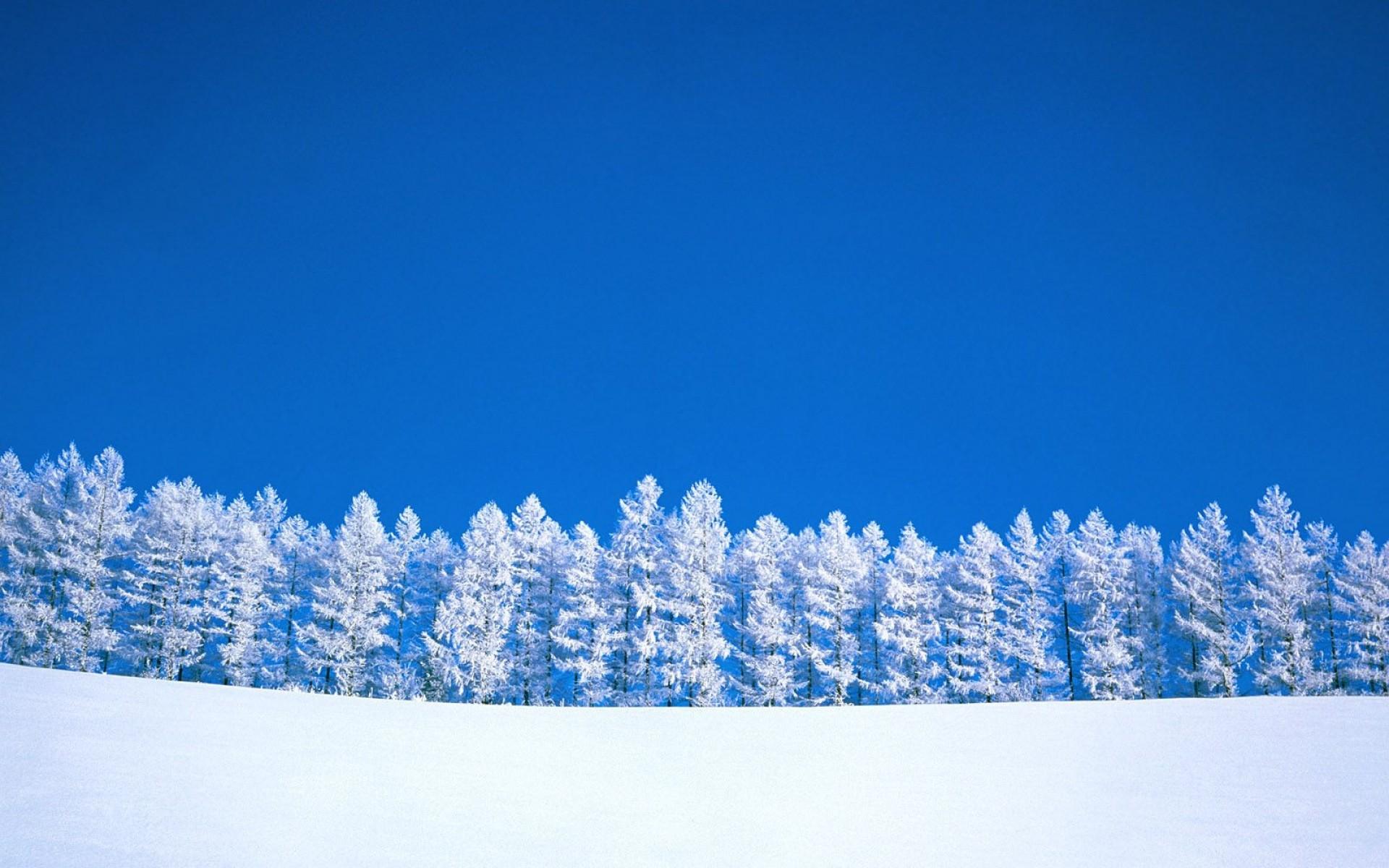 1920x1200 Frosty snowy sunny winter wallpaper download. Wallpaper, picture, photo