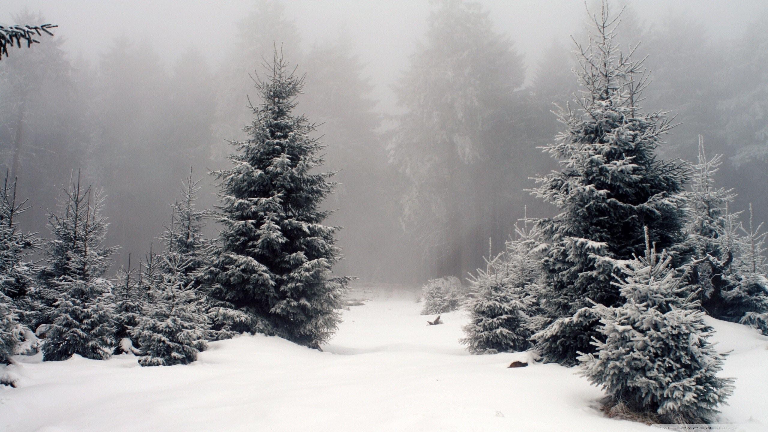 2560x1440 Black and White Snow