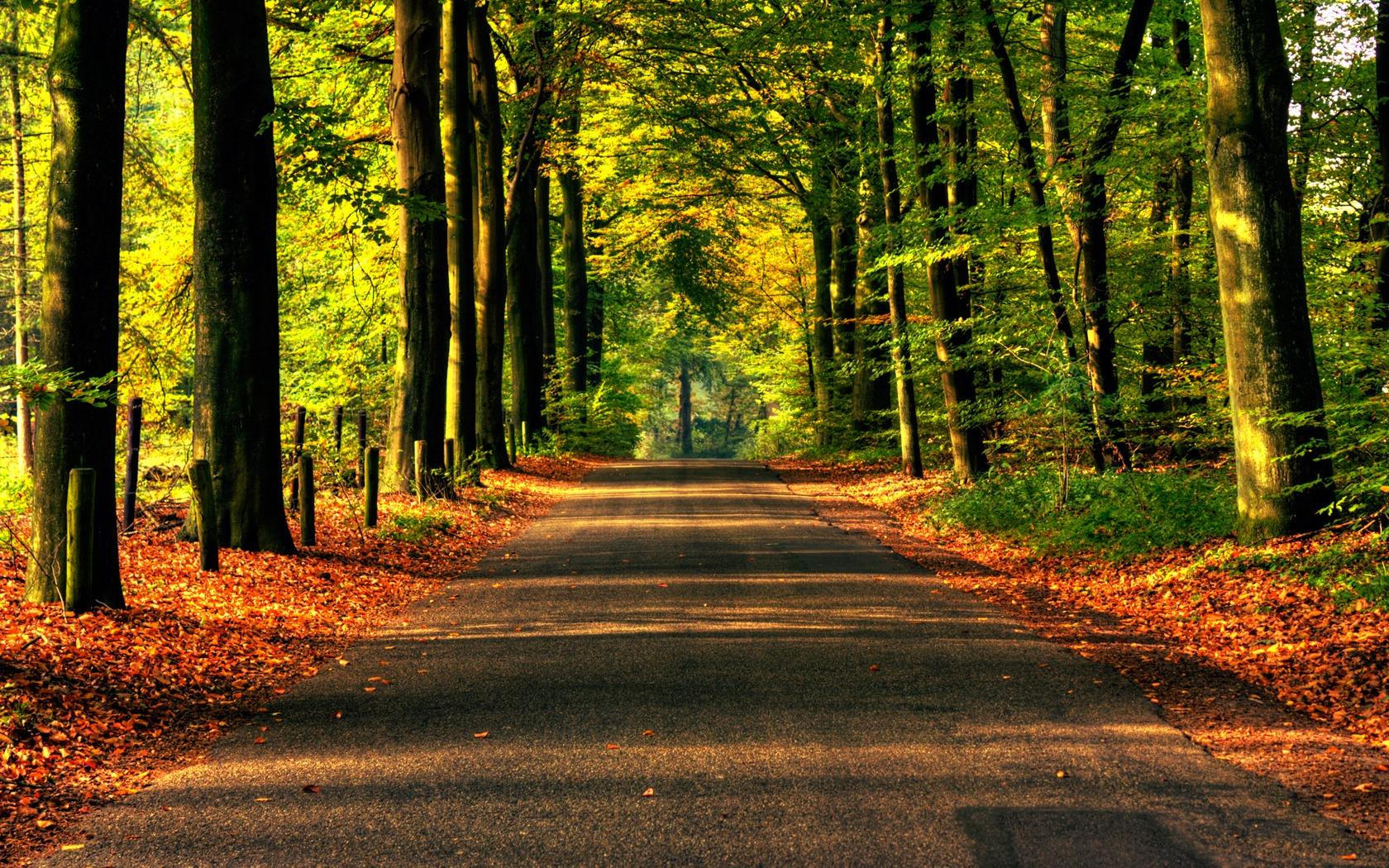 1680x1050 Road to Autumn Wallpaper Autumn Nature Wallpaper in jpg format for free download