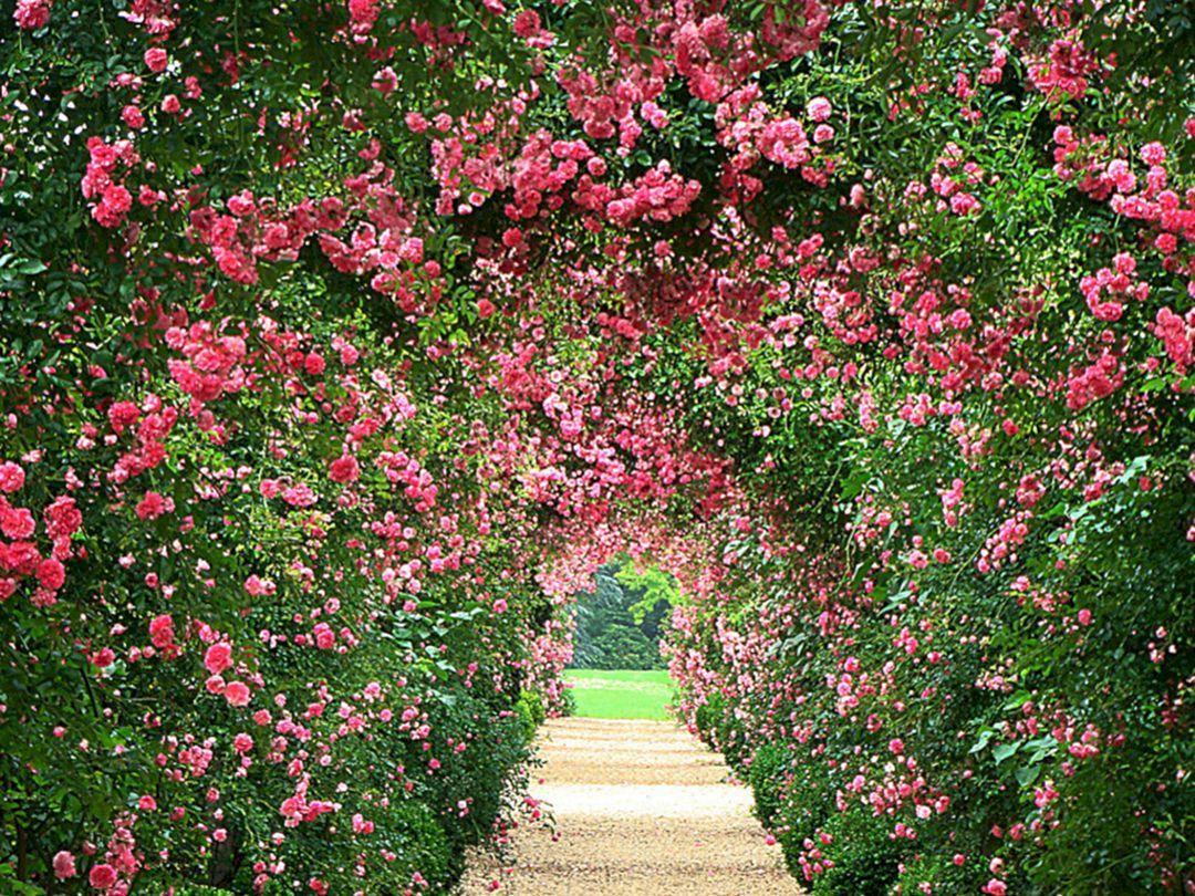 1080x810 Rose Garden Desktop Wallpaper