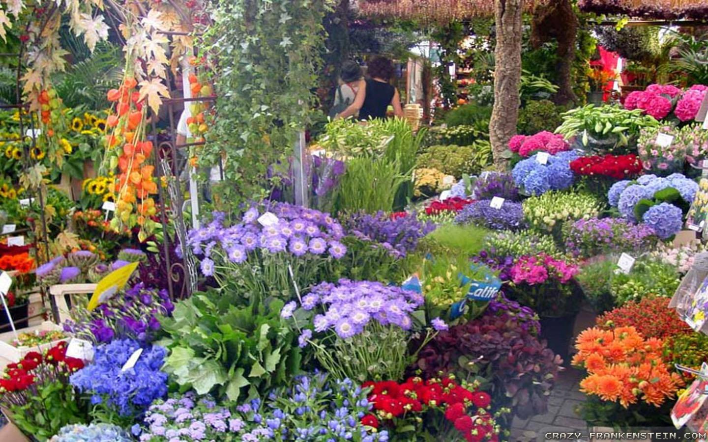 1440x900 Garden wallpaper for desktop