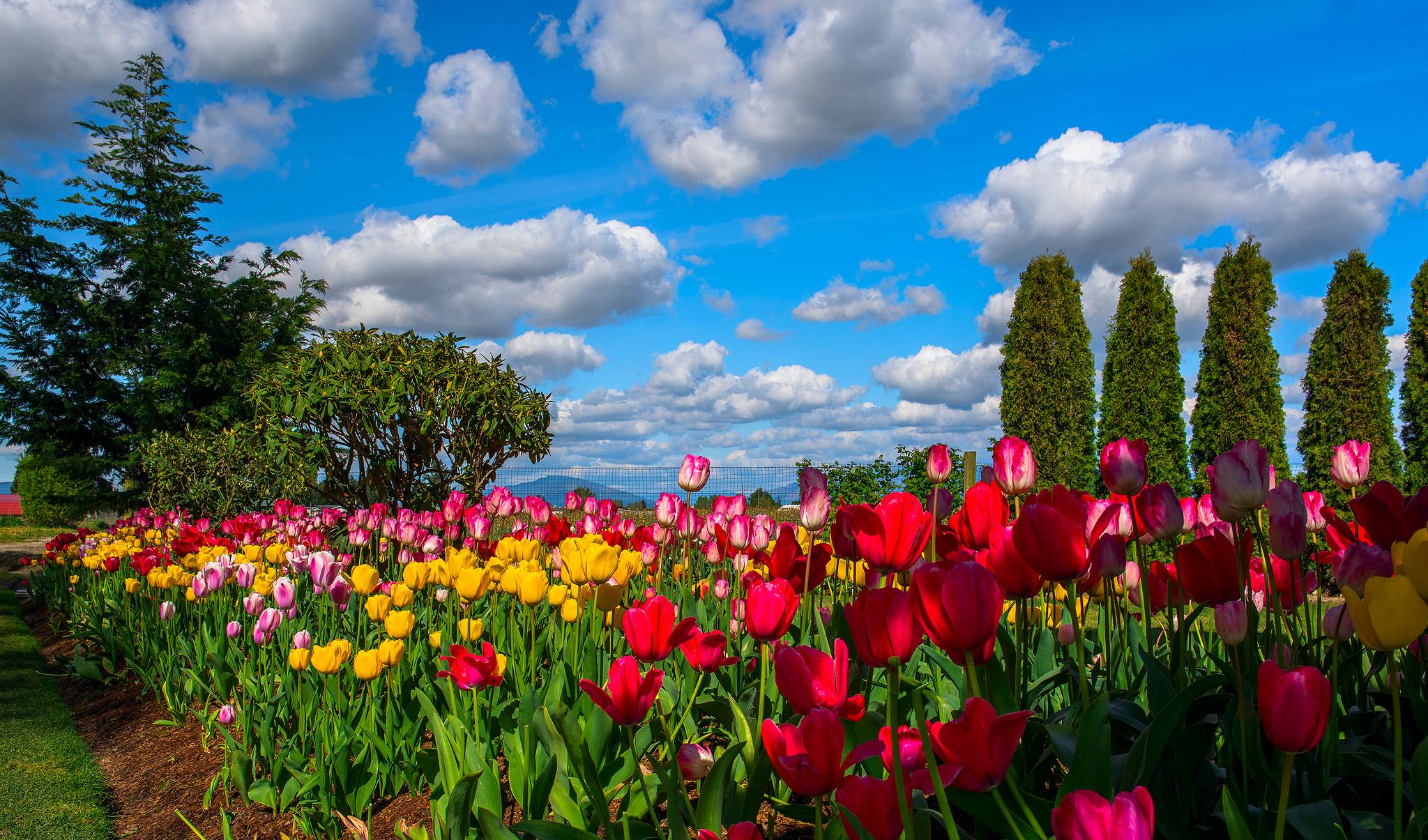 2048x1205 Most Beautiful Flowers Garden