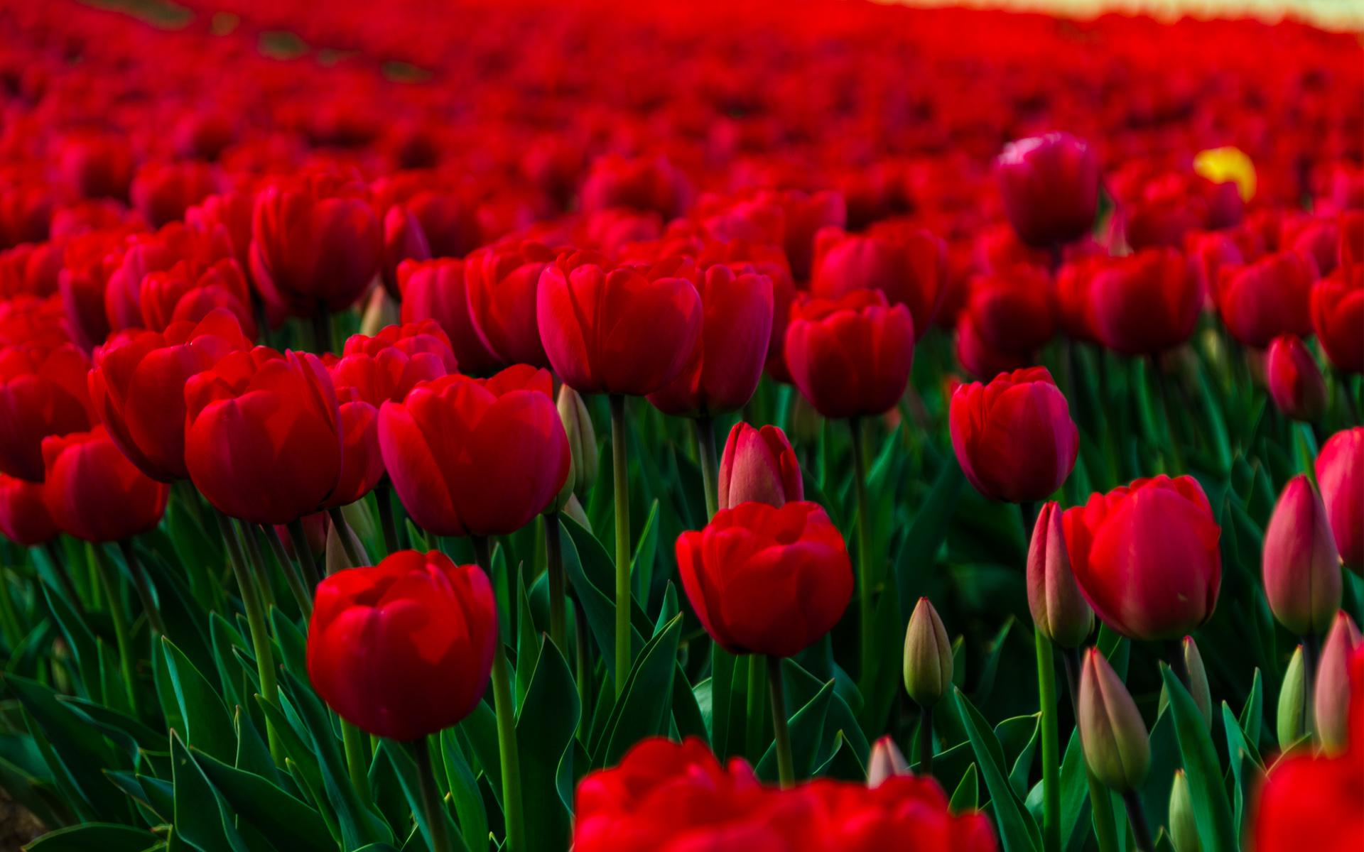1920x1200 Flowers Rose Garden Wallpaper Free Hd For Desktop