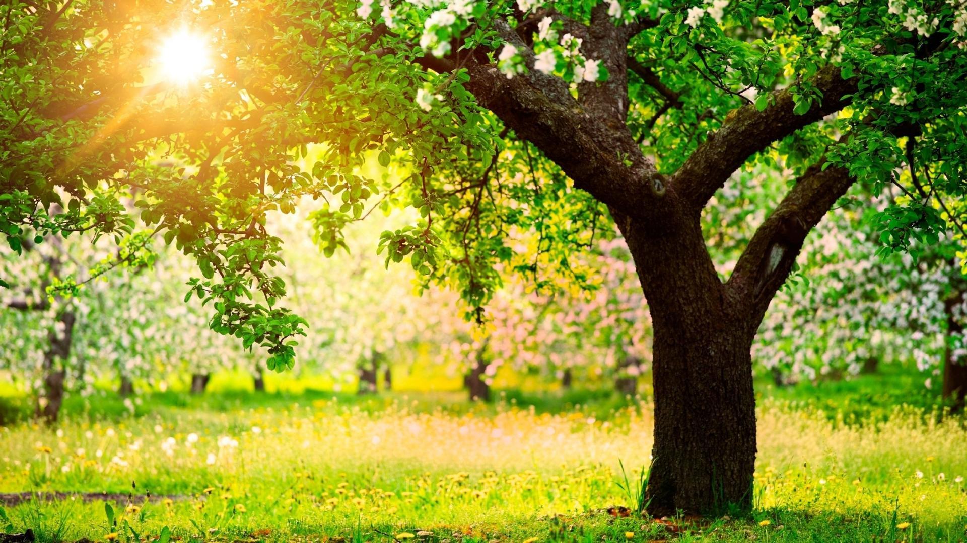 1920x1080 Garden Background Picture, Garden Powerpoint Image