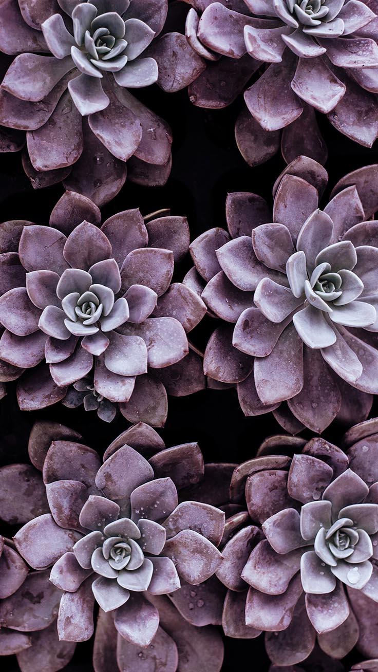 736x1308 pretty iphone wallpaper, flower, echeveria, plant, petal, purple, pattern, white mexican rose, design, stonecrop family, dahlia
