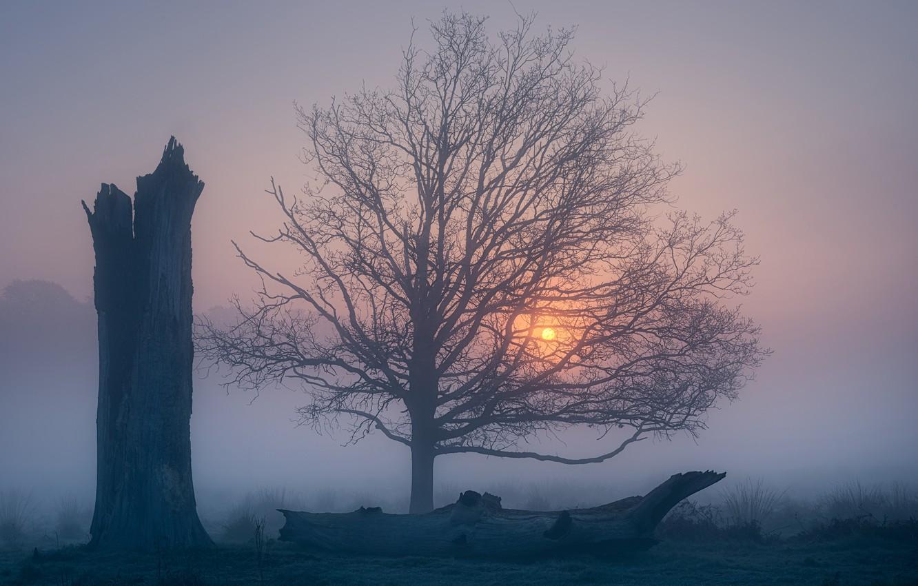 1332x850 Wallpaper fog, tree, dawn, England, morning, England, Richmond Park, Richmond Park, Greater London, Greater London image for desktop, section природа