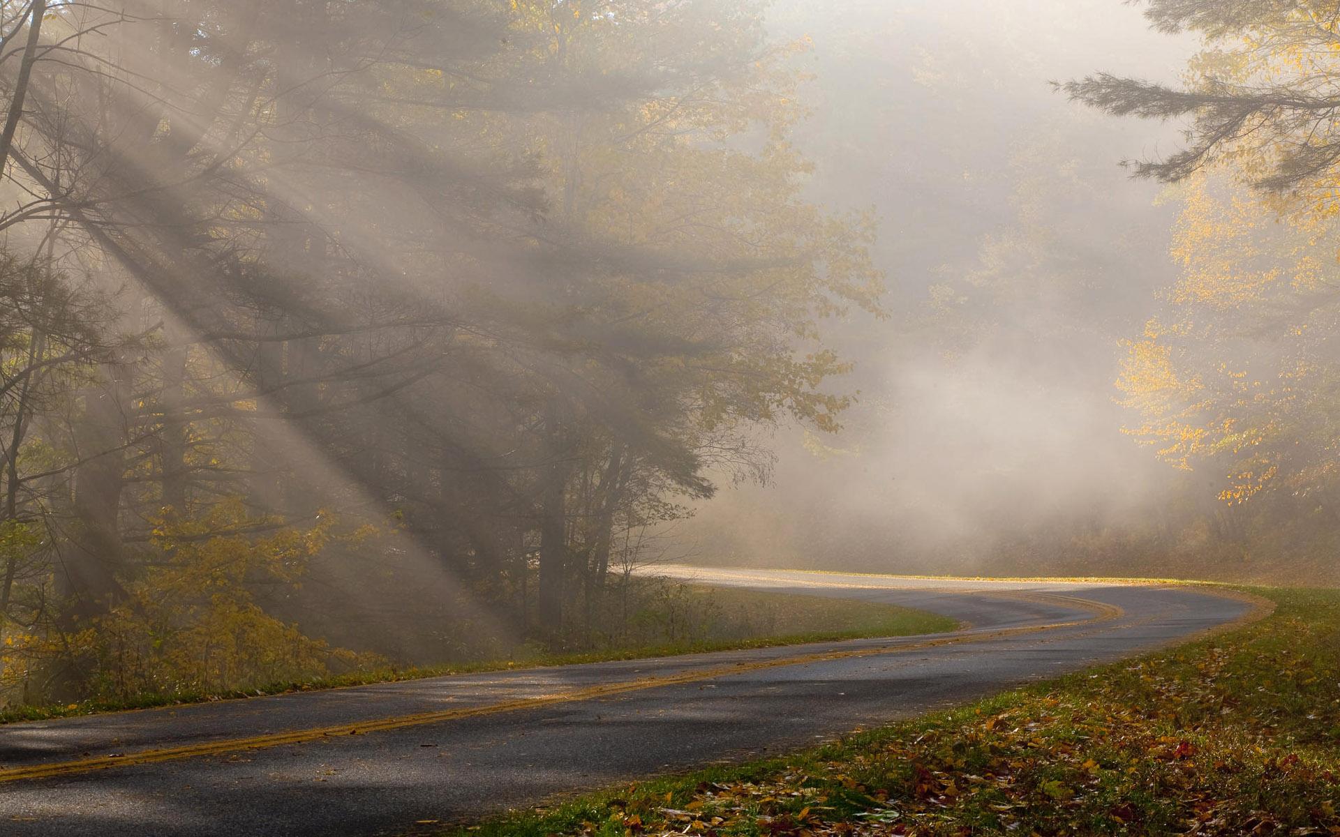 1920x1200 Foggy Forest Road