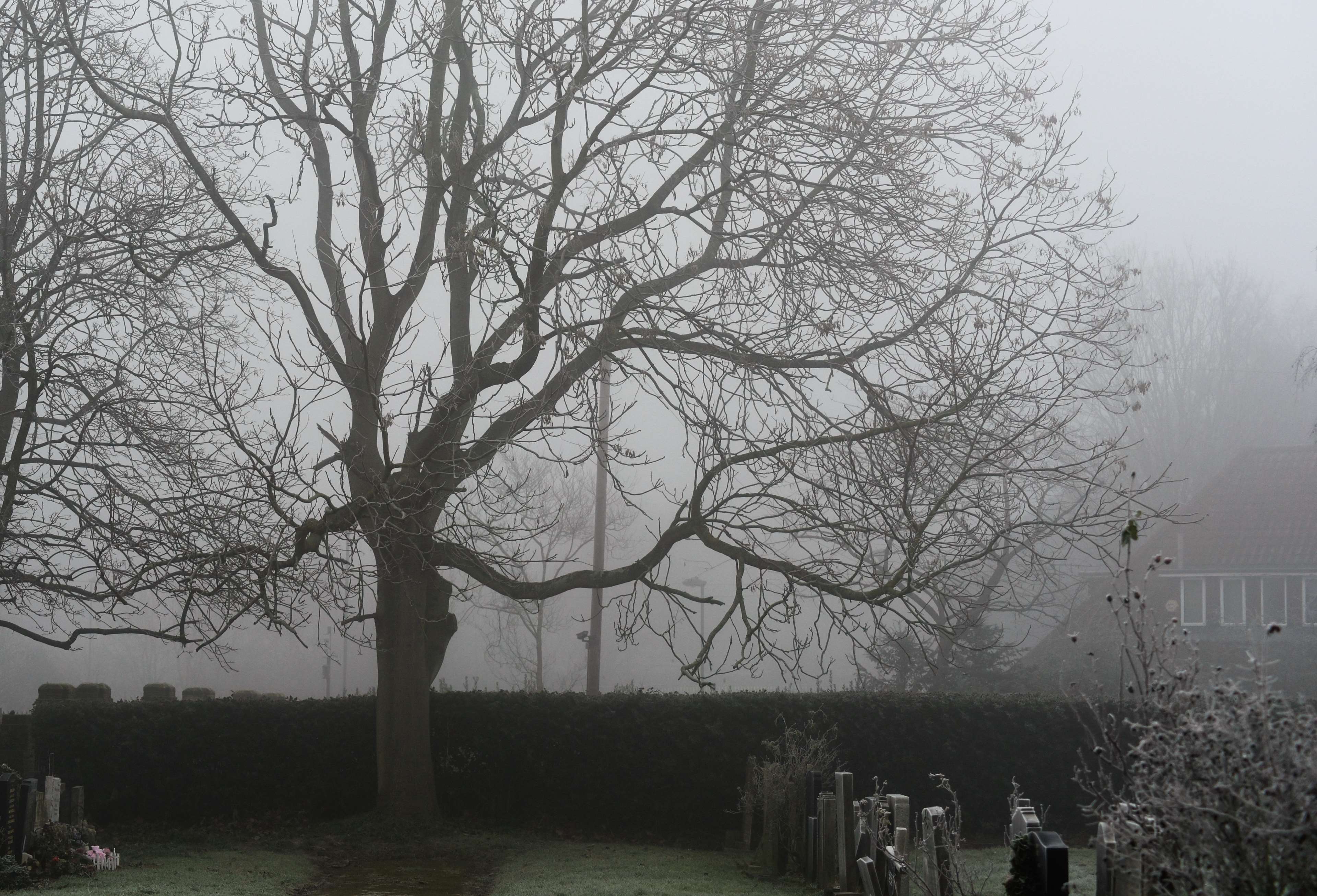 3840x2615 fog, london, tree 4k wallpaper