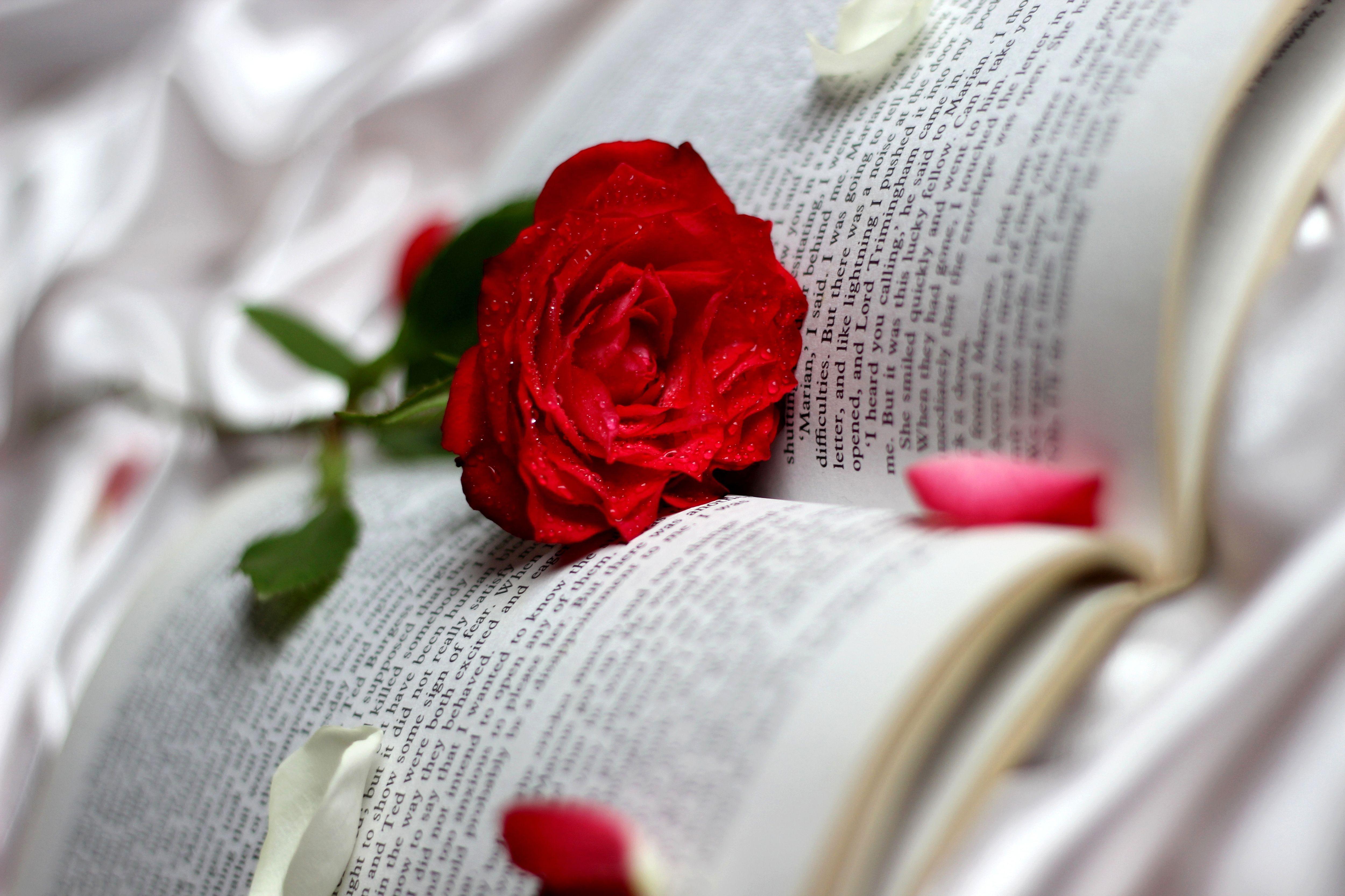 5000x3333 roses, Closeup, Red, Book, Flowers, Bokeh Wallpaper HD / Desktop and Mobile Background