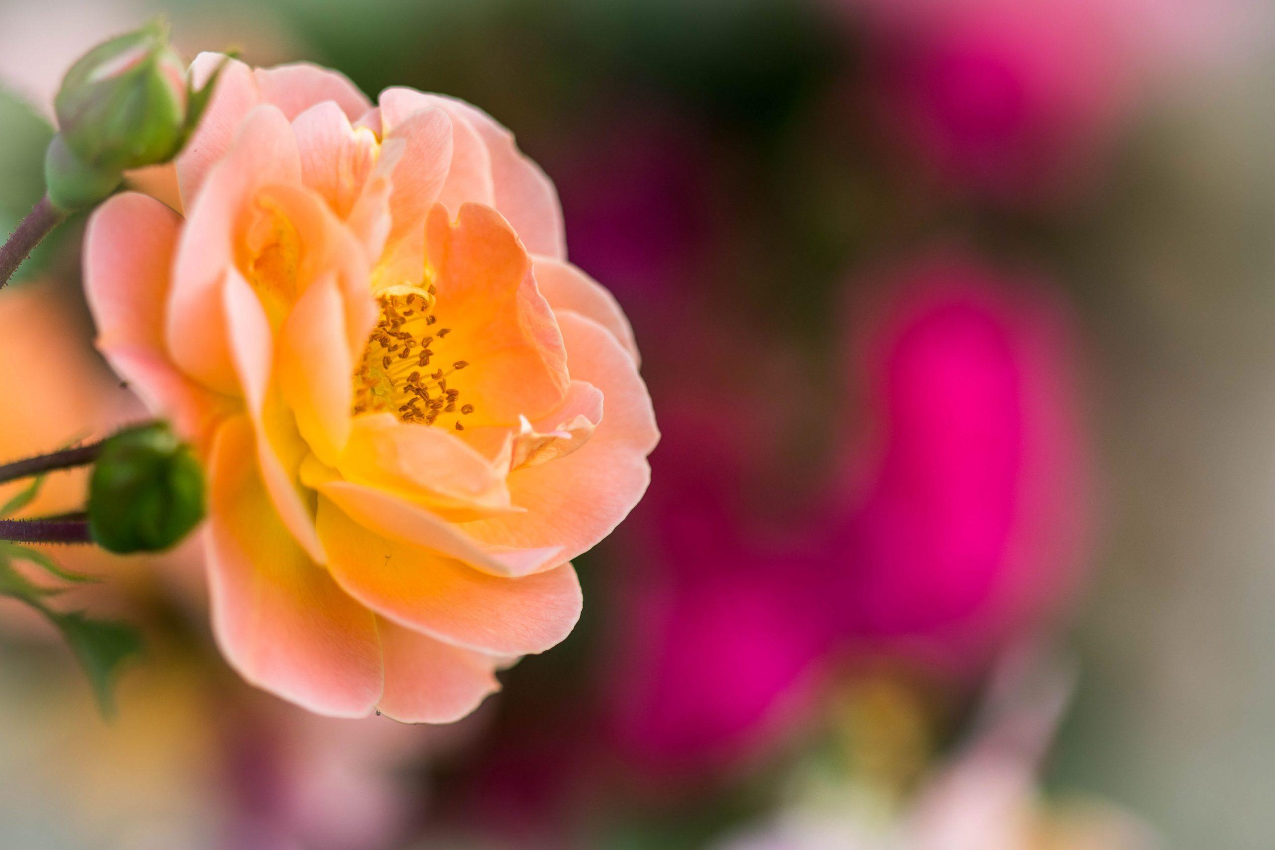2560x1707 Orange Flower Vie Wallpaper, Rose, Rose, Bokeh, Nature, Plant, Close Up • Wallpaper For You HD Wallpaper For Desktop & Mobile