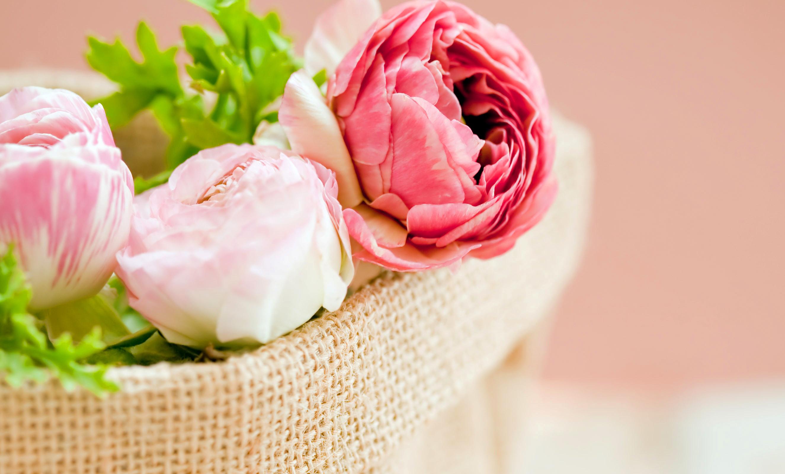 2650x1600 Free download Peonies Pink color Flowers bokeh wallpaper 2650x1600 147166 [2650x1600] for your Desktop, Mobile & Tablet. Explore Peony Flower Wallpaper. Peony Wallpaper, Peony Wallpaper Border, Pink Peony Wallpaper