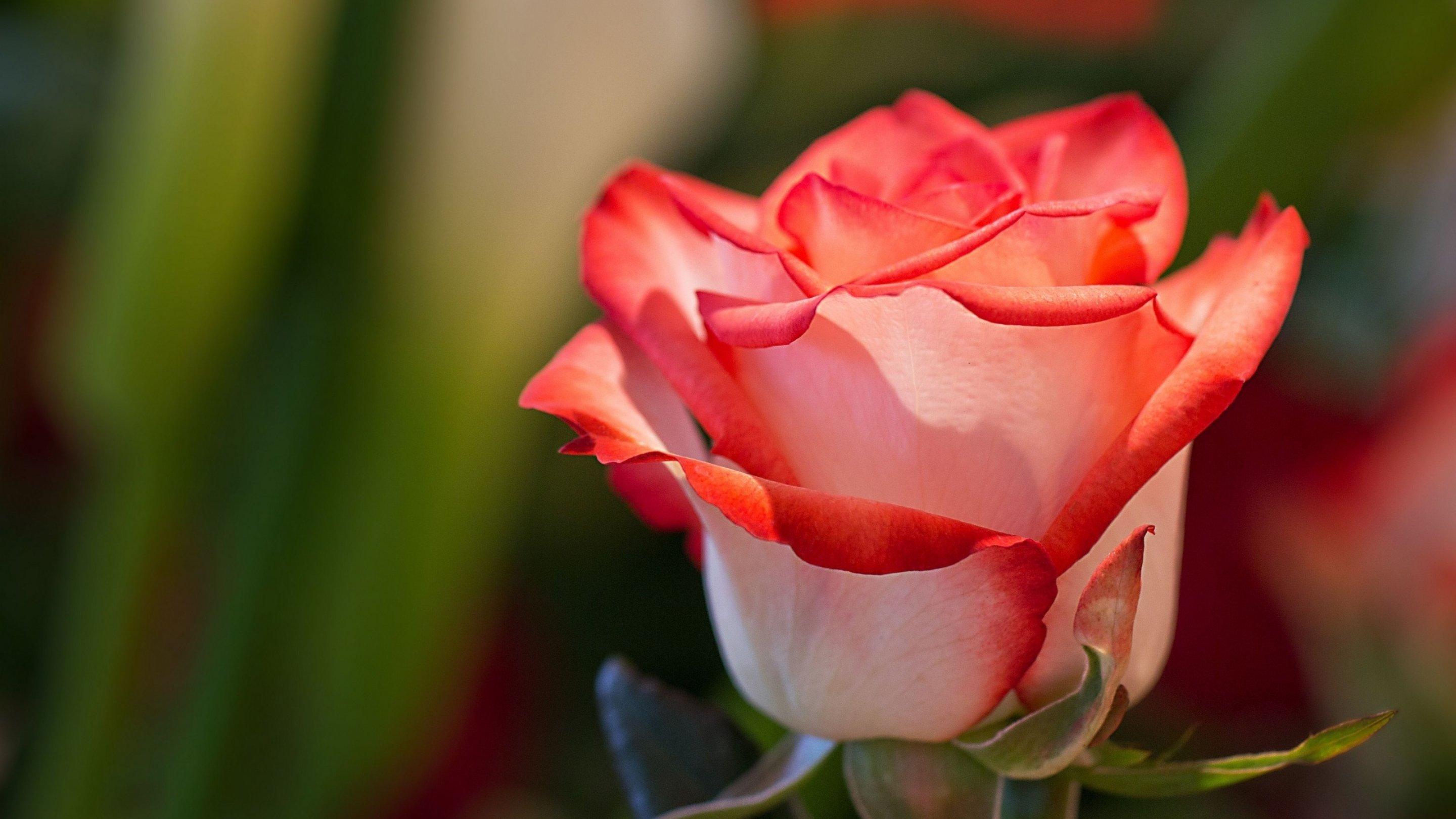 2880x1620 rose, Flowers, Flower, Roses, Bokeh, Landscape, Nature, Garden Wallpaper HD / Desktop and Mobile Background