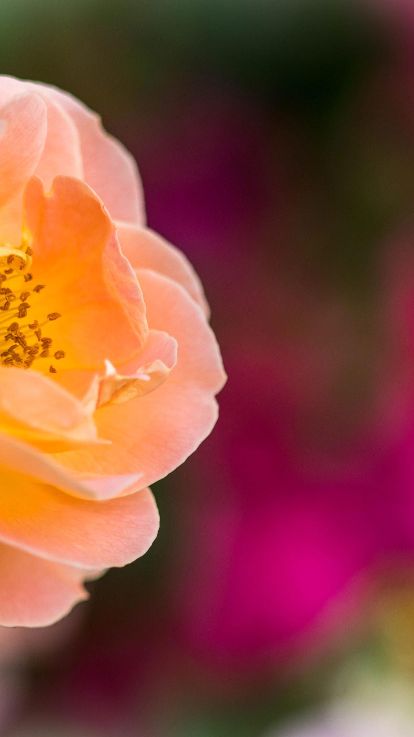 Bokeh Flower Wallpapers Top Free Bokeh Flower Backgrounds