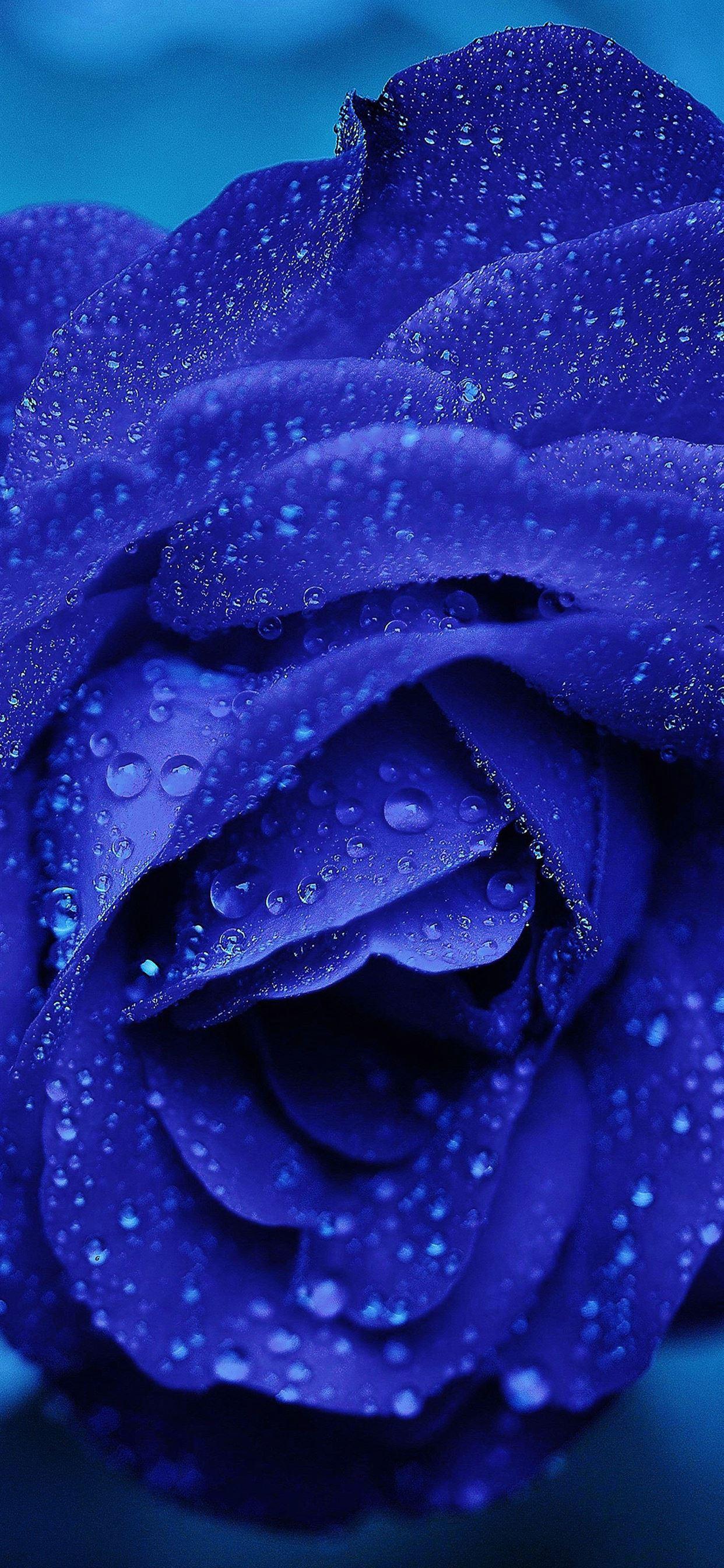 1242x2688 Rose flower blue rain bokeh zoom iPhone X Wallpaper Free Download