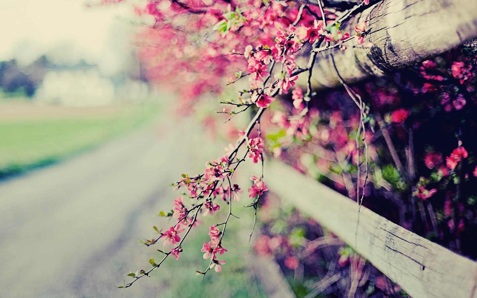 1920x1200 Pink Flower Wallpaper HD