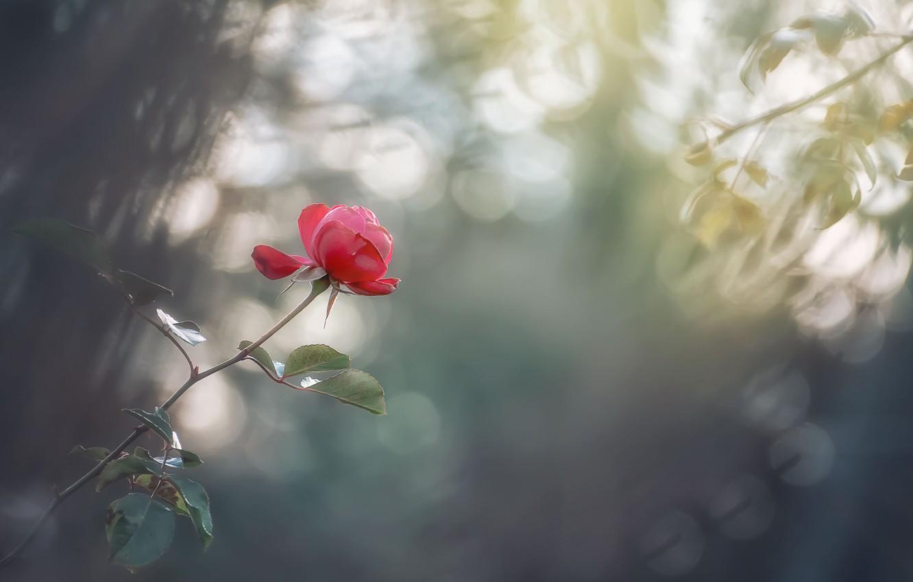 1332x850 Wallpaper Bokeh, Flower, Pink image for desktop, section цветы