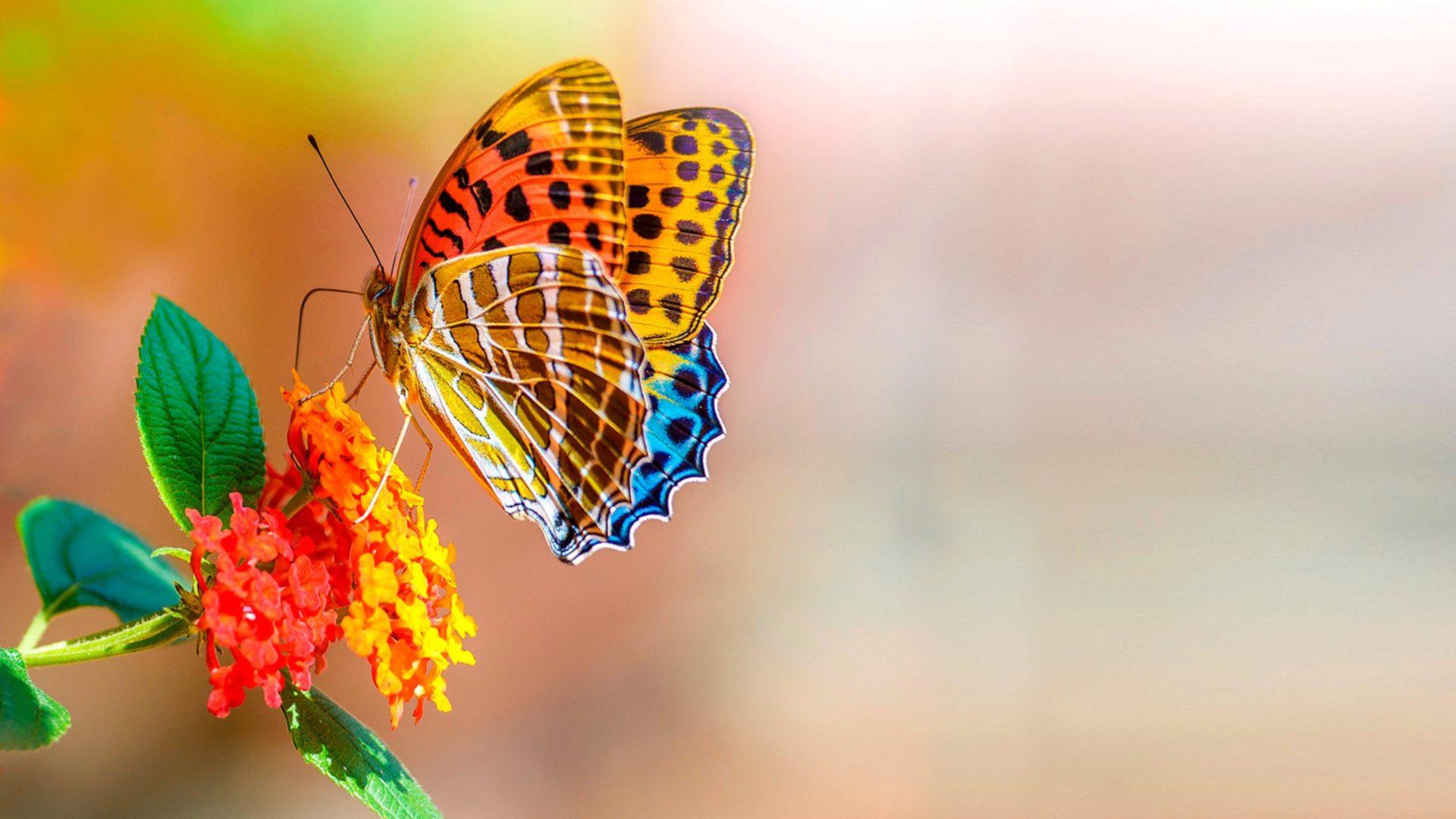 1920x1080 Colorful Butterfly On Flower Macro Bokeh Flowers 4k Ultra HD Wallpaper For Desktop :
