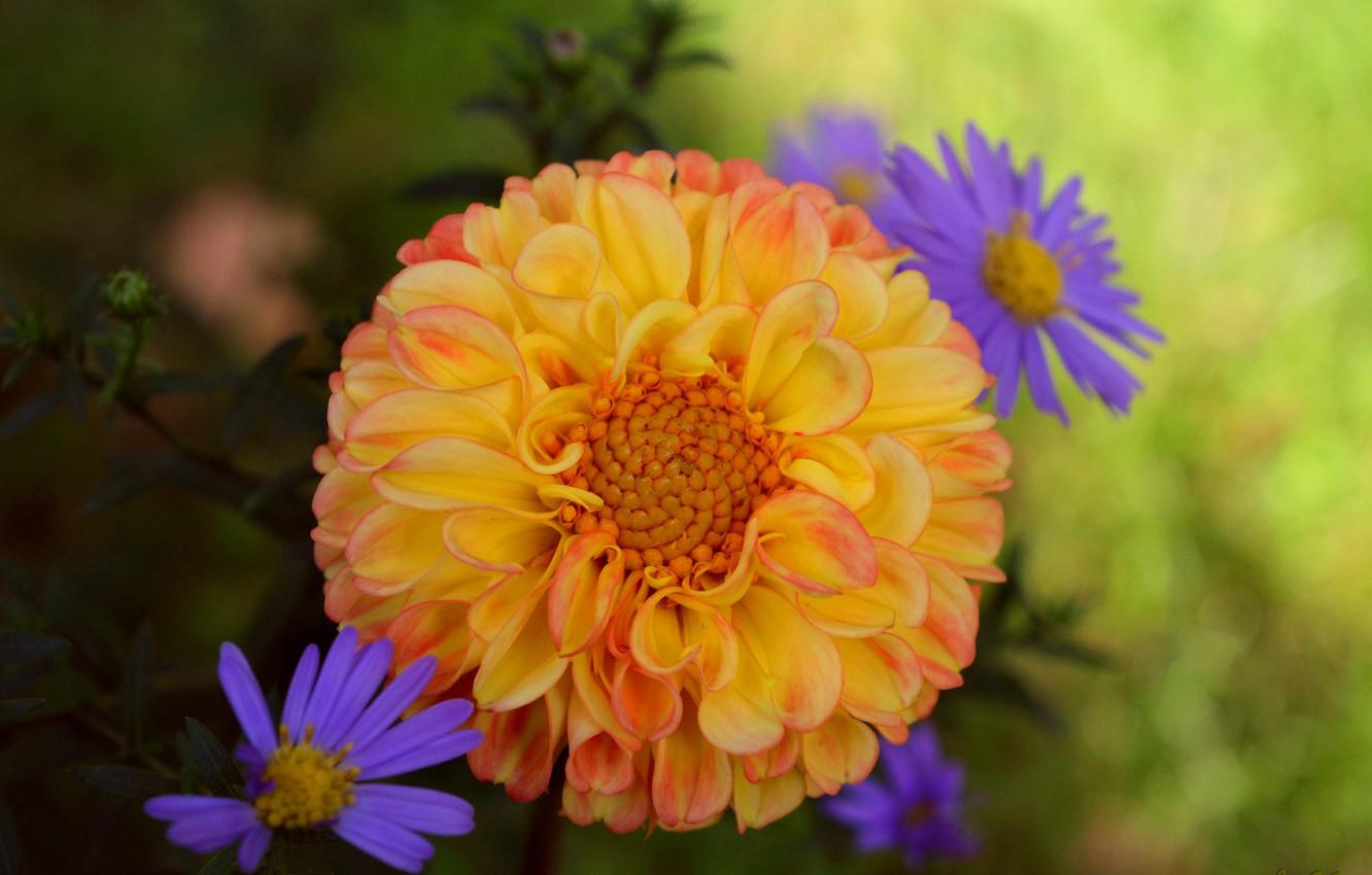 1332x850 Wallpaper chrysanthemum, Dahlia, Georgina, Bokeh, Bokeh, Chrysanthemum, Yellow flower, Yellow flower image for desktop, section цветы