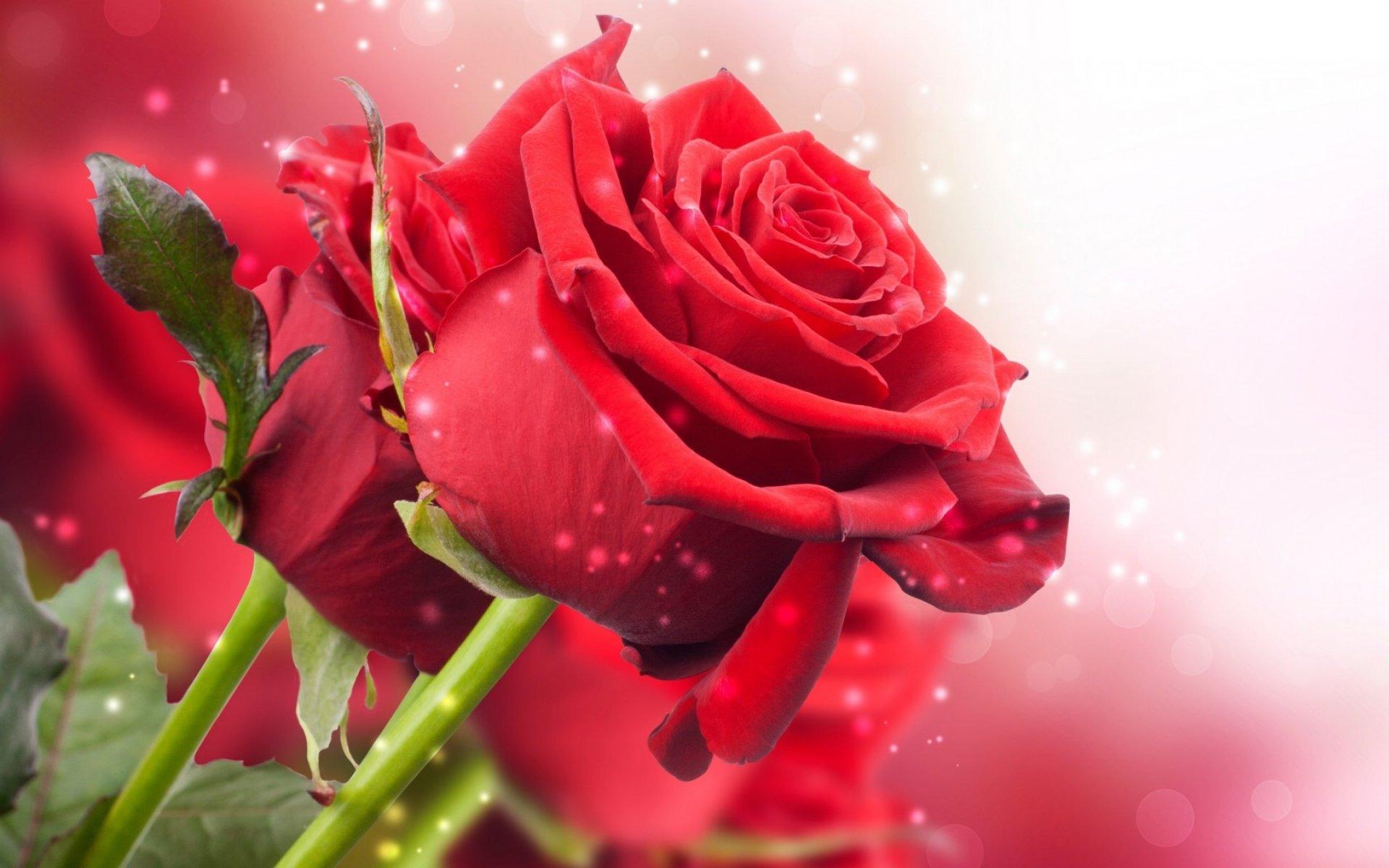 1920x1200 px bokeh flower flowers garden landscape nature rose roses High Quality Wallpaper, High Definition Wallpaper
