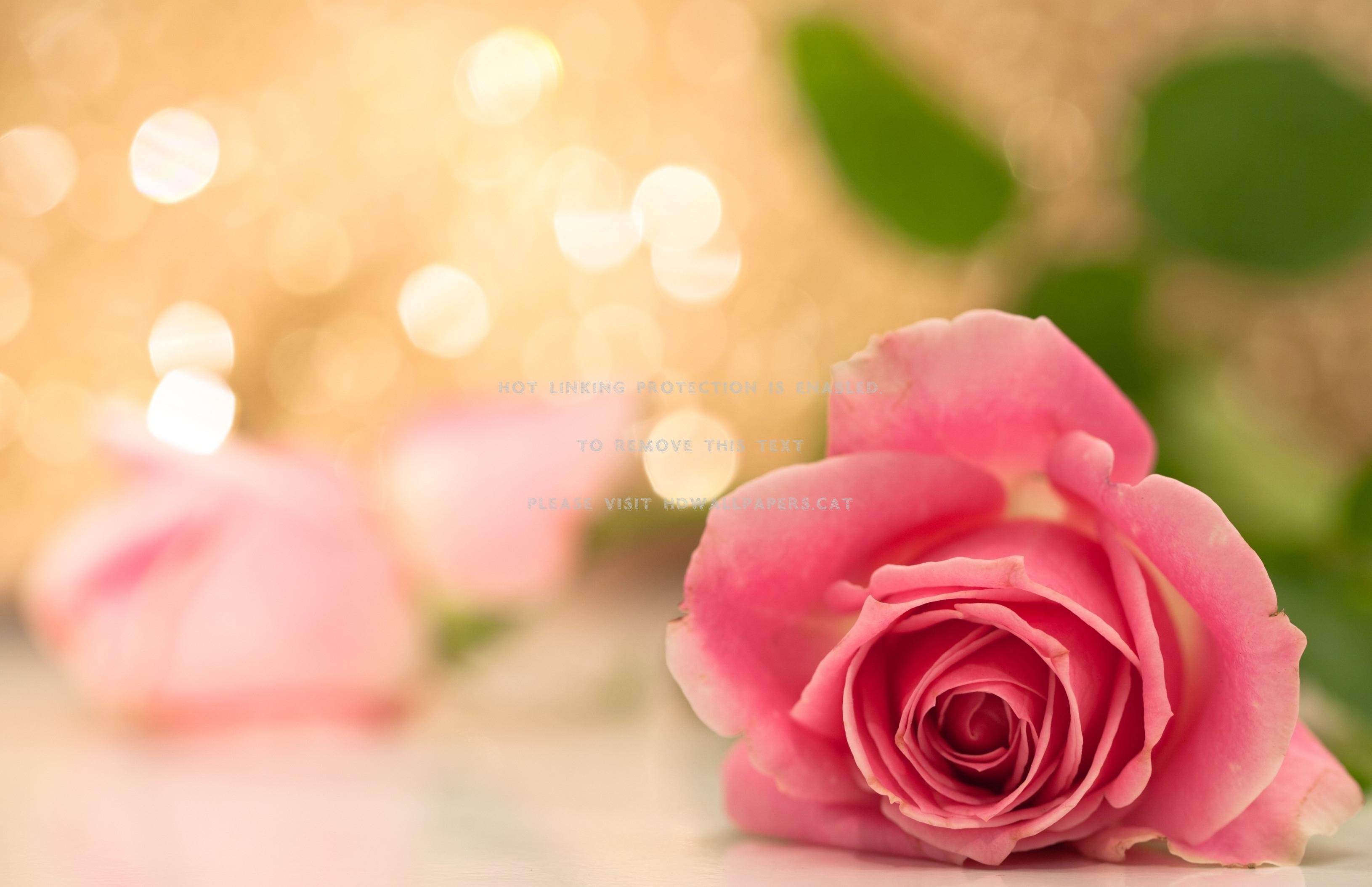 3261x2109 lovely pink rose bokeh flower abstract