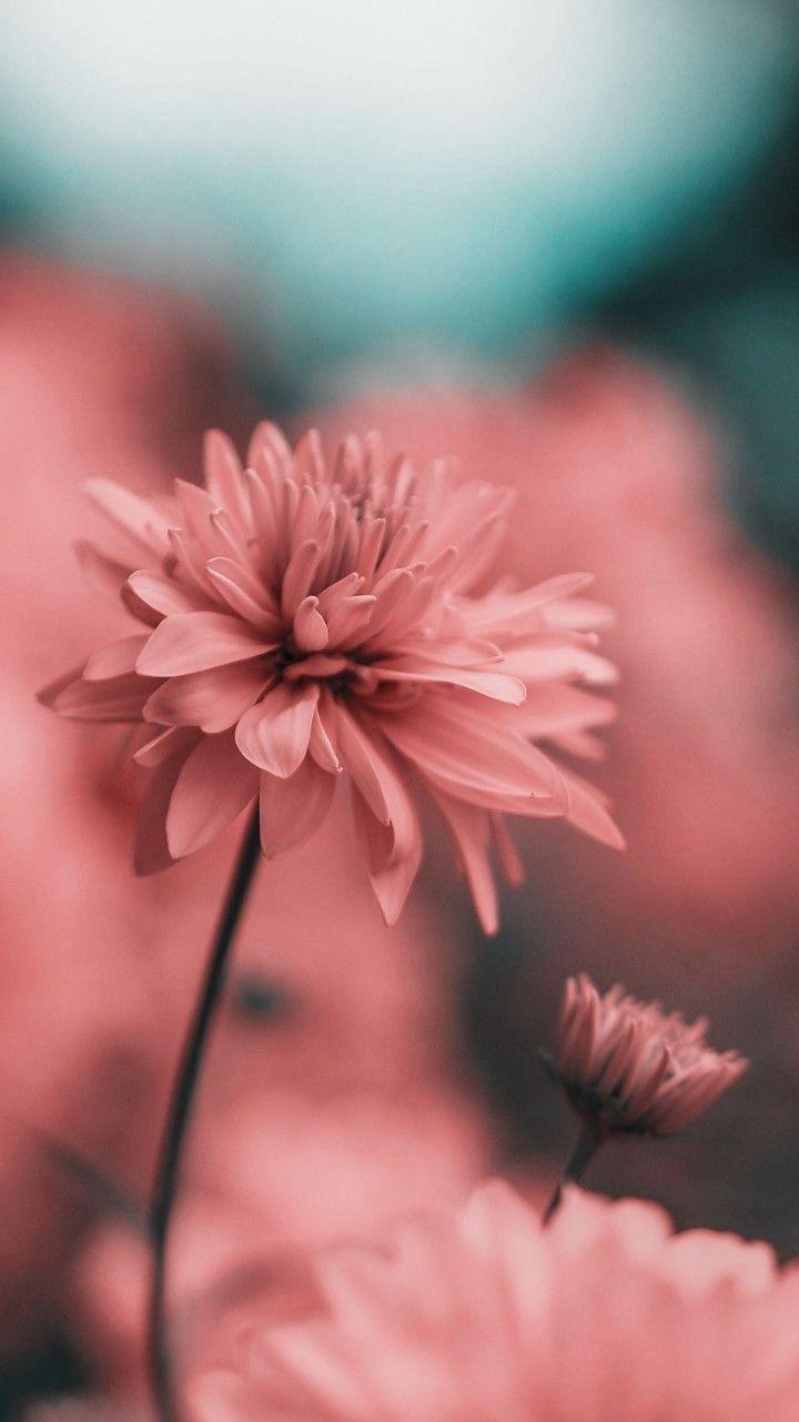 720x1281 Pink flower. Minimal. Beautiful photo. Depth of field. Bokeh. Photo inspira.. Wallpaper nature flowers, Flower phone wallpaper, Nature photography flowers