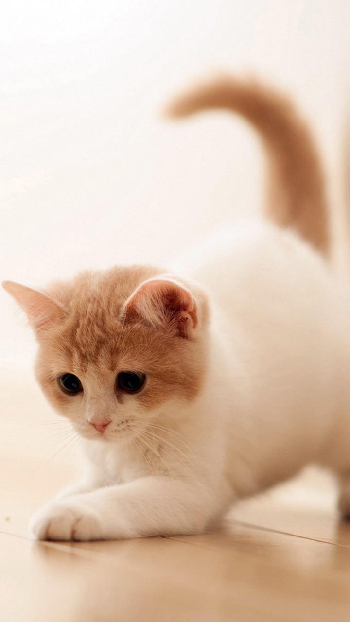 720x1280 Cute Cats HD Wallpaper for Galaxy S3