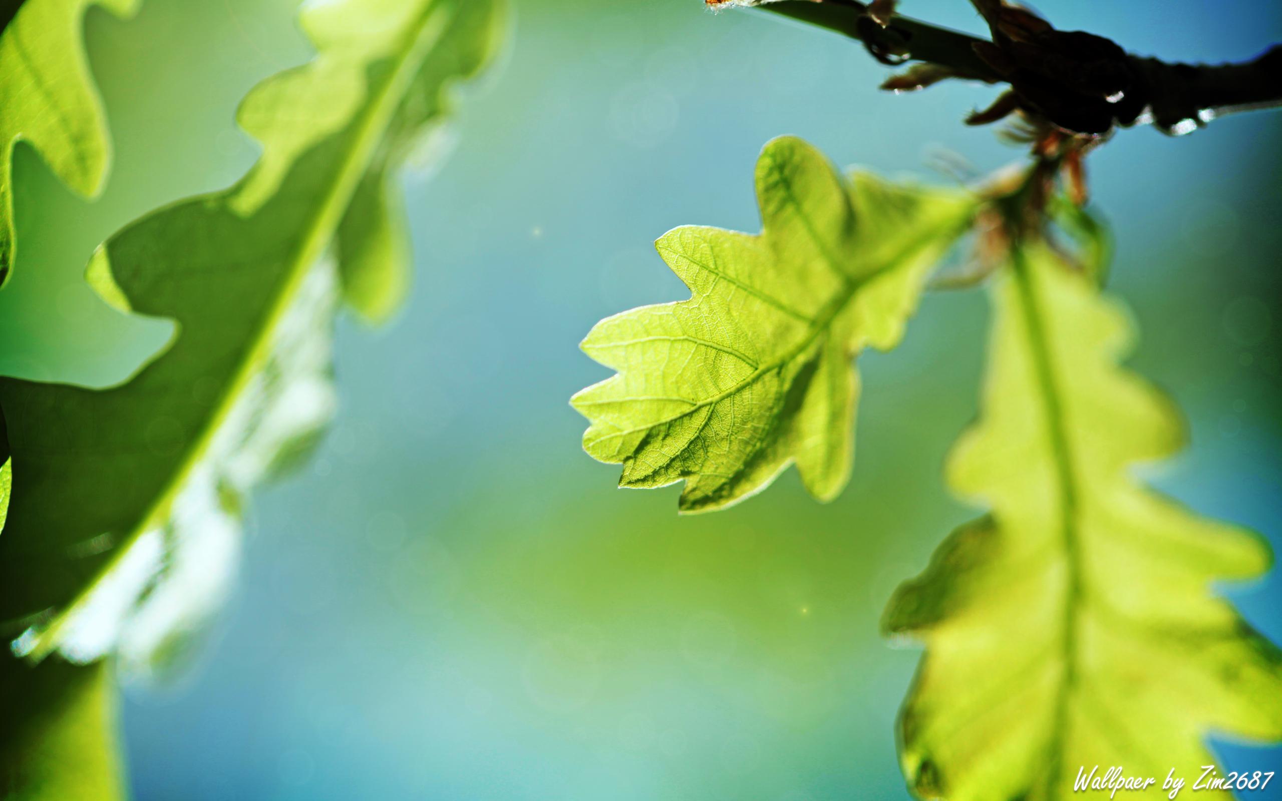 2560x1600 Oak Tree Wallpaper. Oak Tree