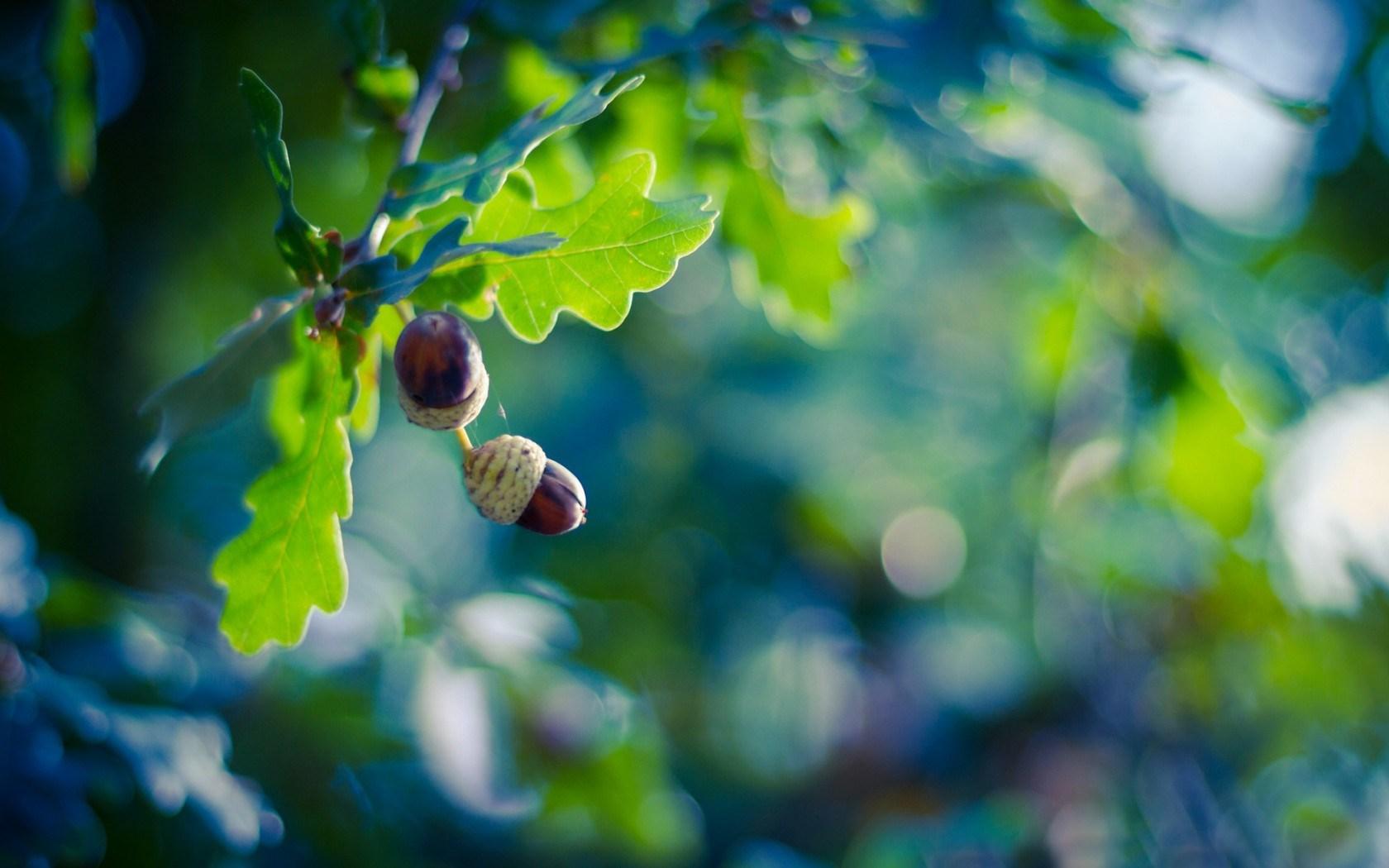1680x1050 Oak Leaves, High Definition, High Quality, Widescreen