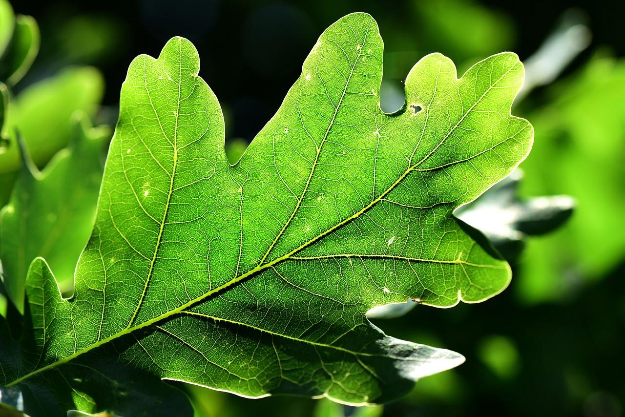 Oak Leaf Wallpapers - Top Free Oak Leaf Backgrounds - WallpaperAccess