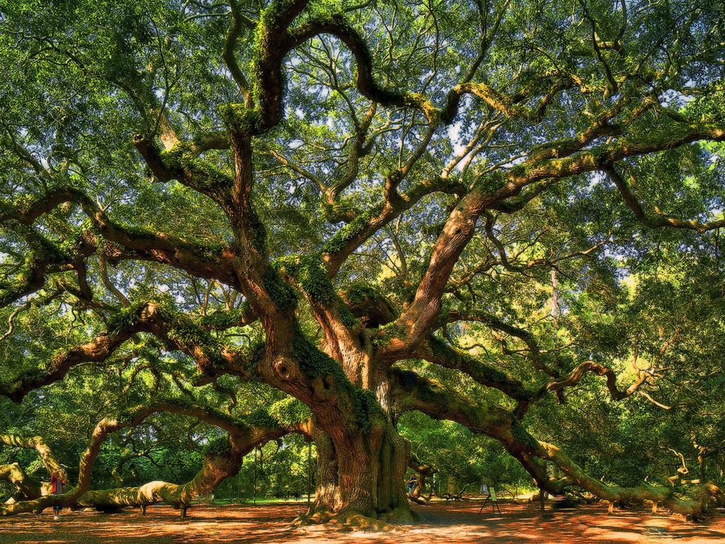 1024x768 Angel Oak Tree Wallpaper Wallpaperin4knet Trees Black Forest HD Wallpaper