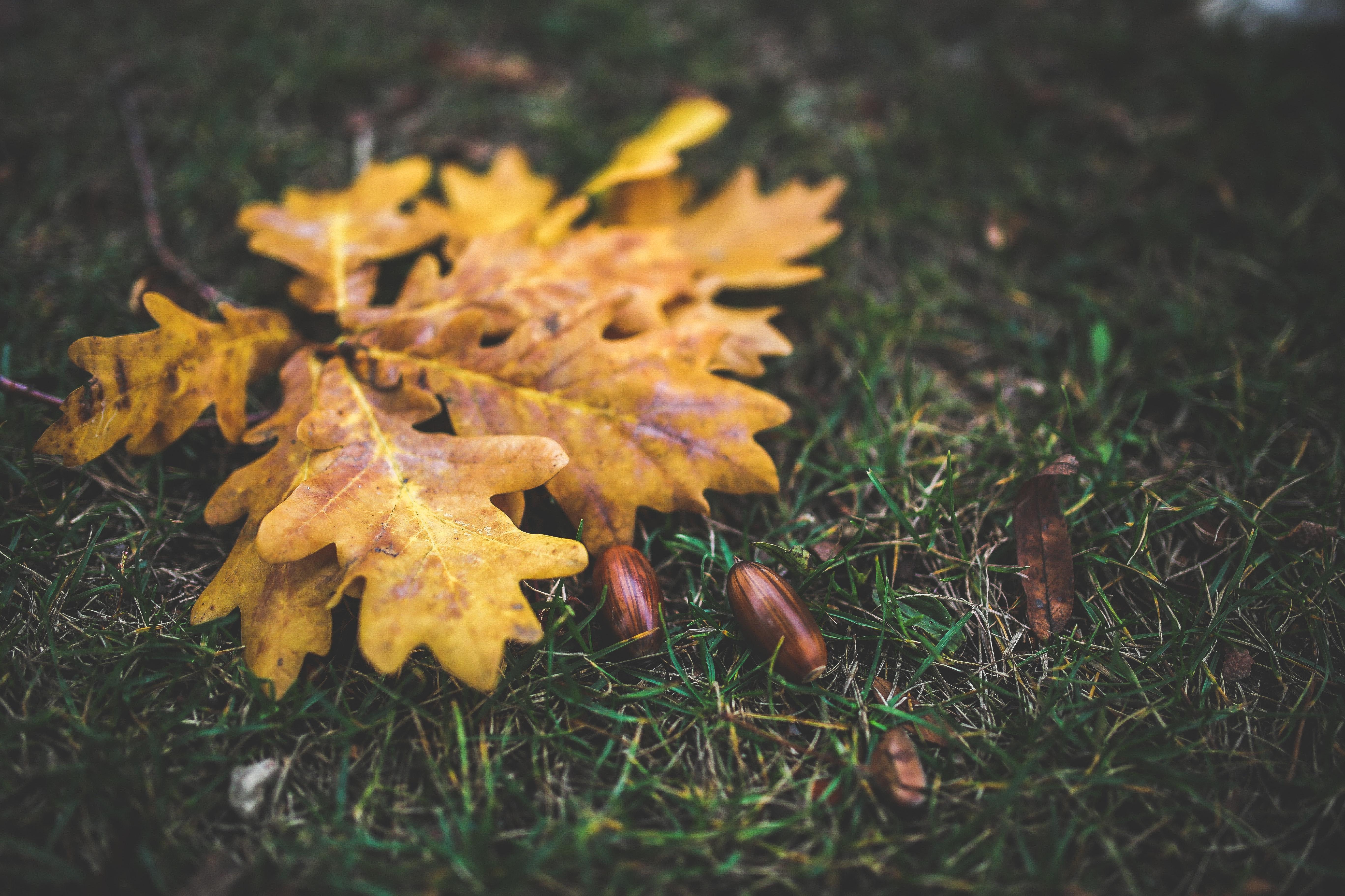 5472x3648 Oak leaves and acorns · Free