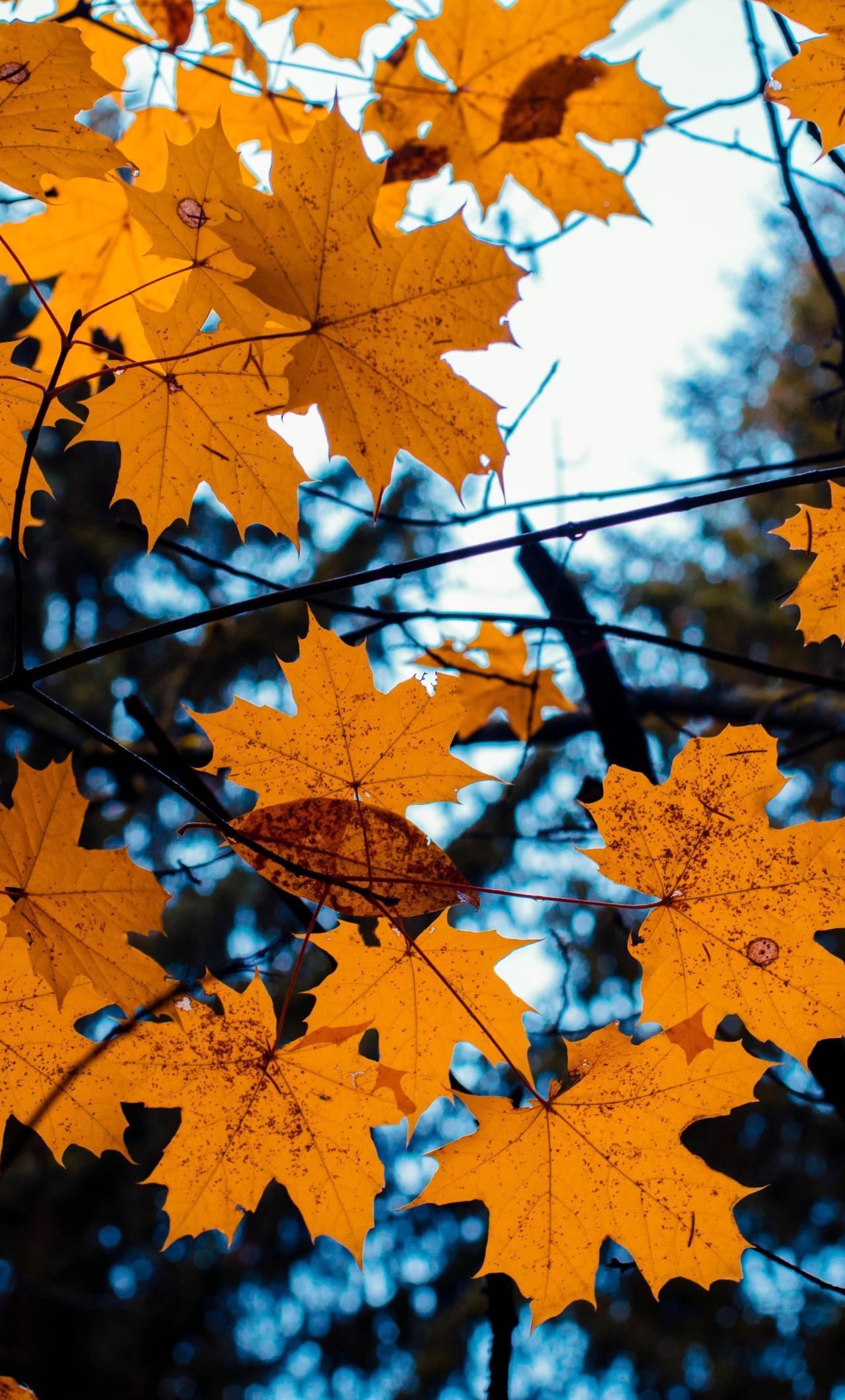 1280x2120 Download 1280x2120 wallpaper maple, leaves, yellow, tree branch, autumn, iphone 6 plus, 1280x2120 HD image, background, 4386