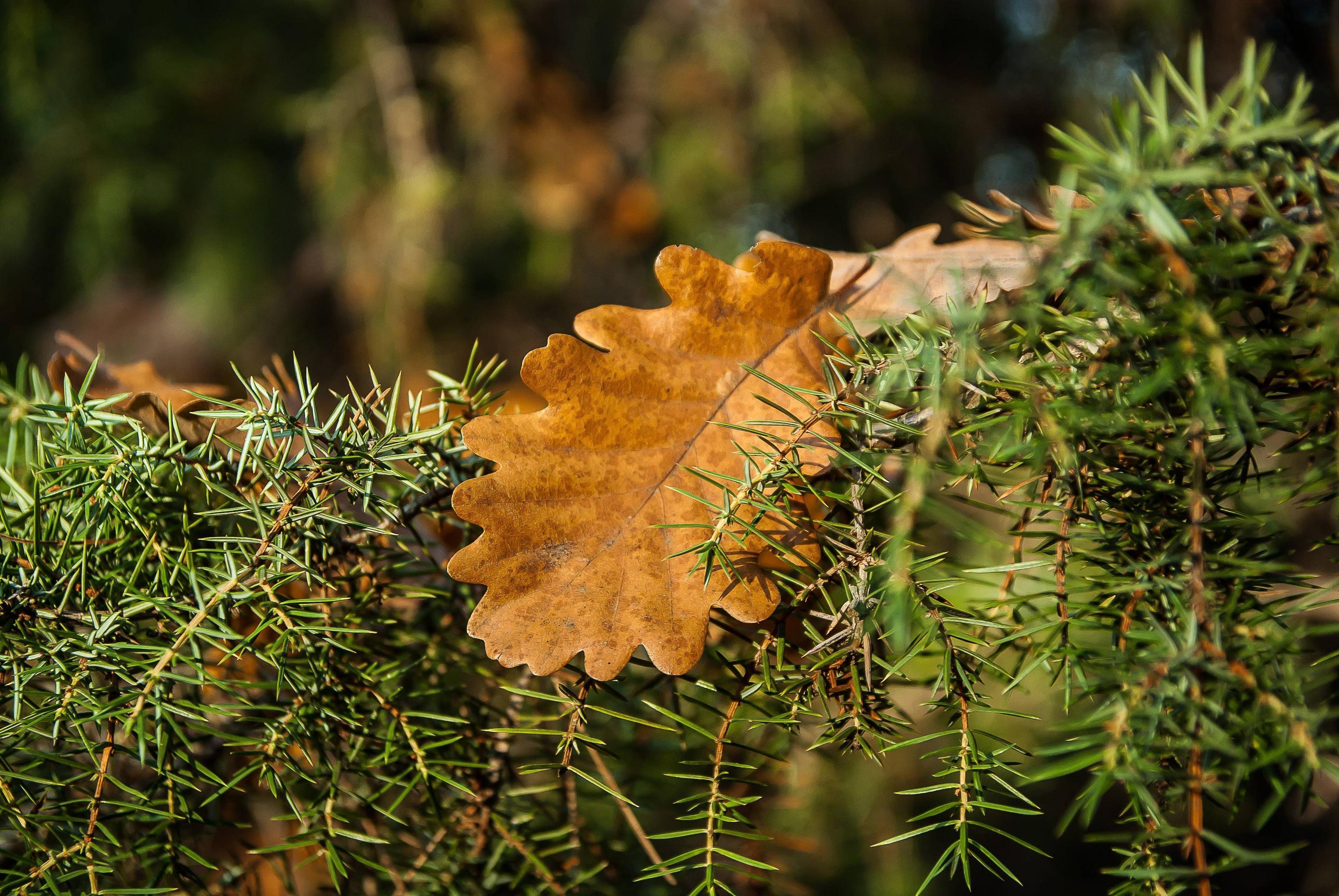 3098x2074 rosemary, oak, leaves Wallpaper, HD Nature 4K Wallpaper, Image, Photo and Background