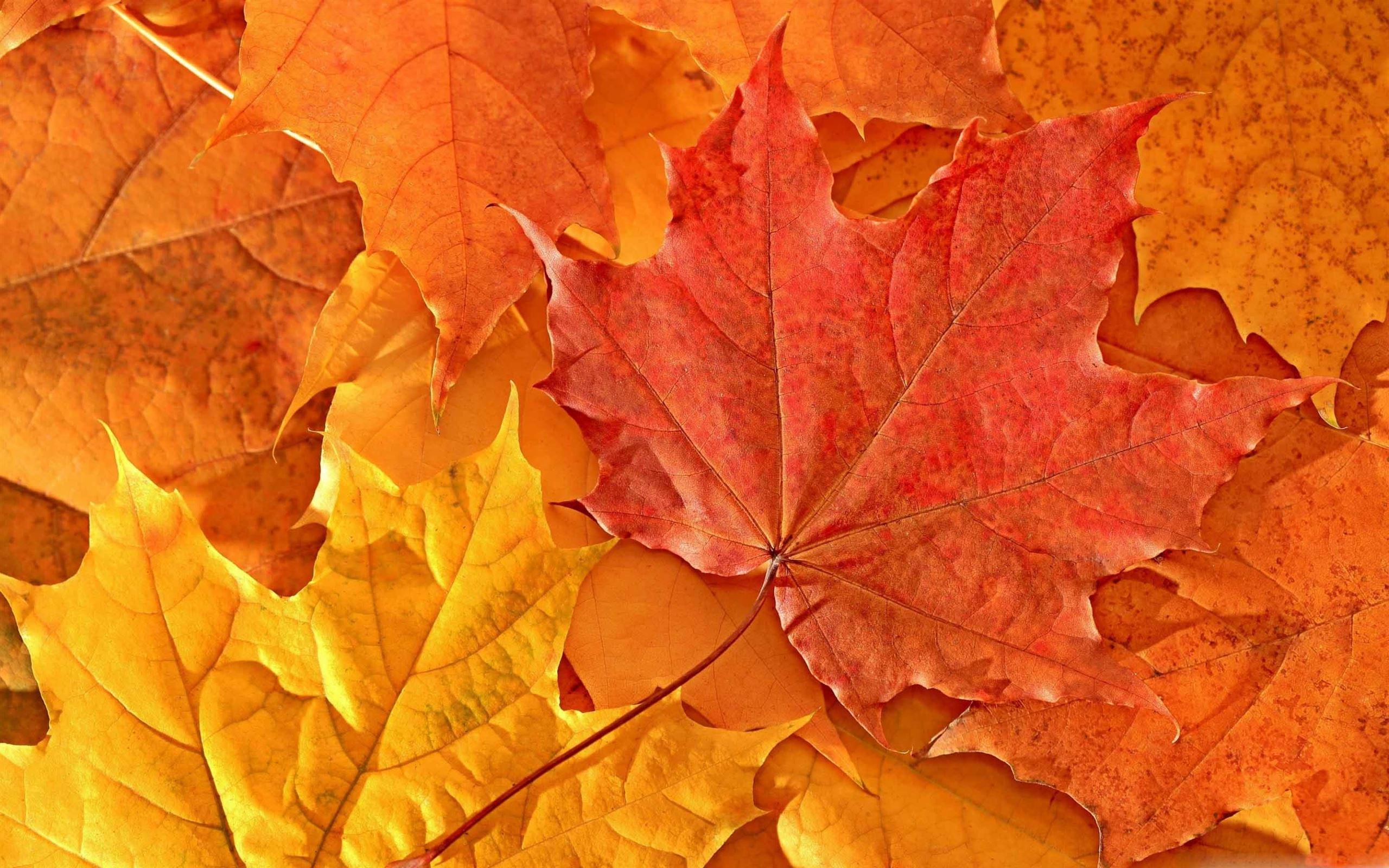 Oak Leaf Wallpapers - Top Free Oak Leaf Backgrounds - WallpaperAccess