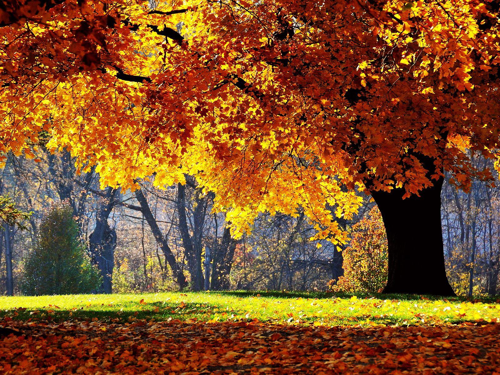 1600x1200 Download Wallpaper autumn tree foliage yellow oak leaf, 1600x Autumn oak tree