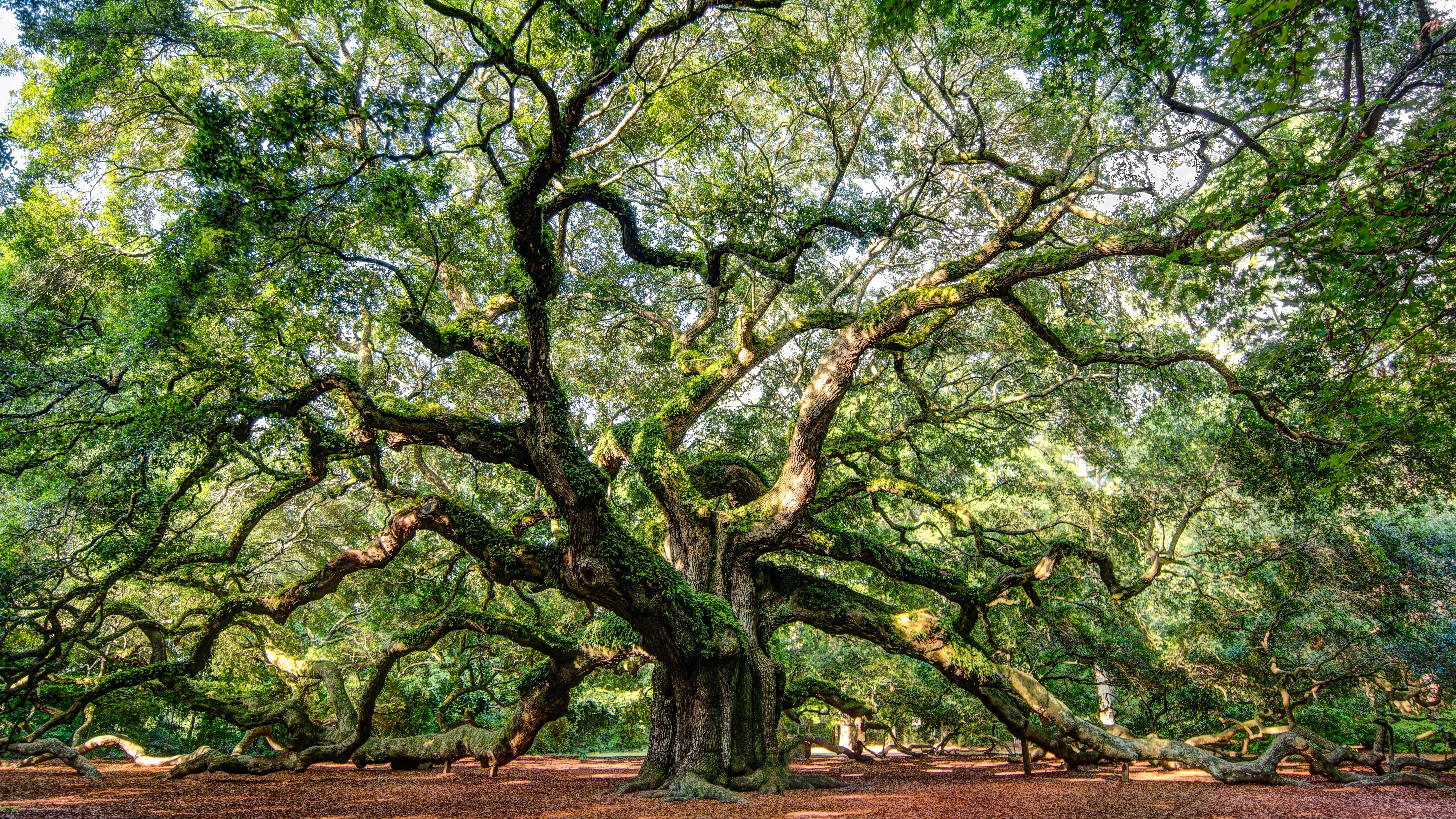 5787x3255 Angel Oak Tree 4k Ultra HD Wallpaper