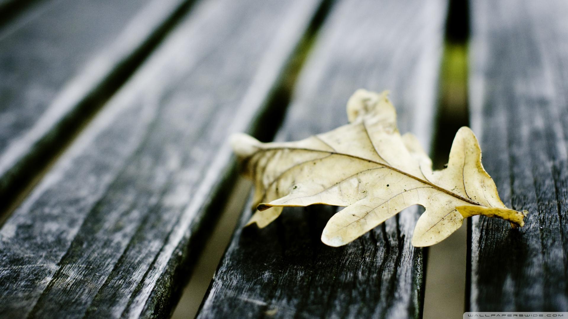 1920x1080 Download Oak Leaf On Wooden Bench Wallpaper 1920x1080