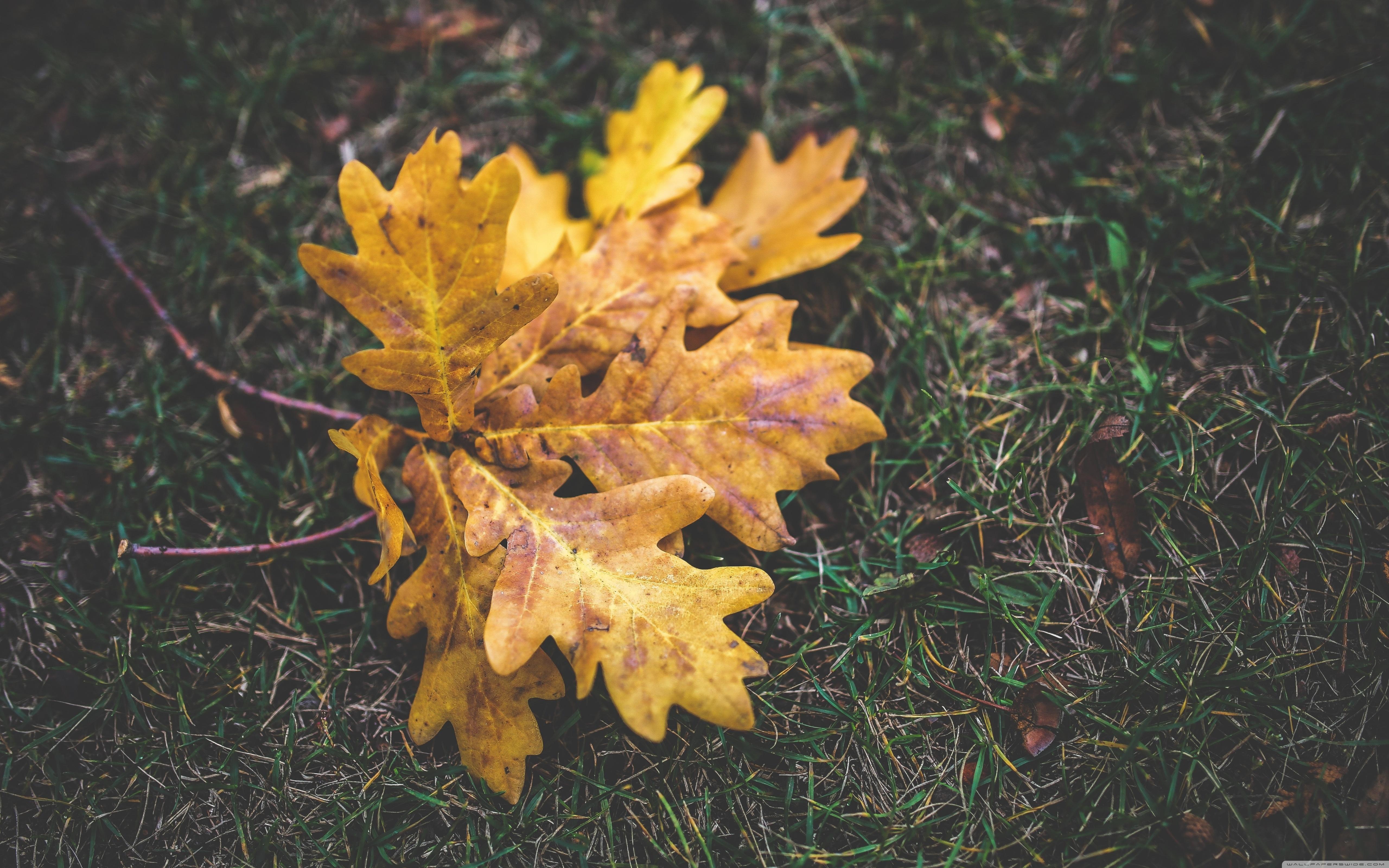 5120x3200 Falling Oak Leaves Wallpaper
