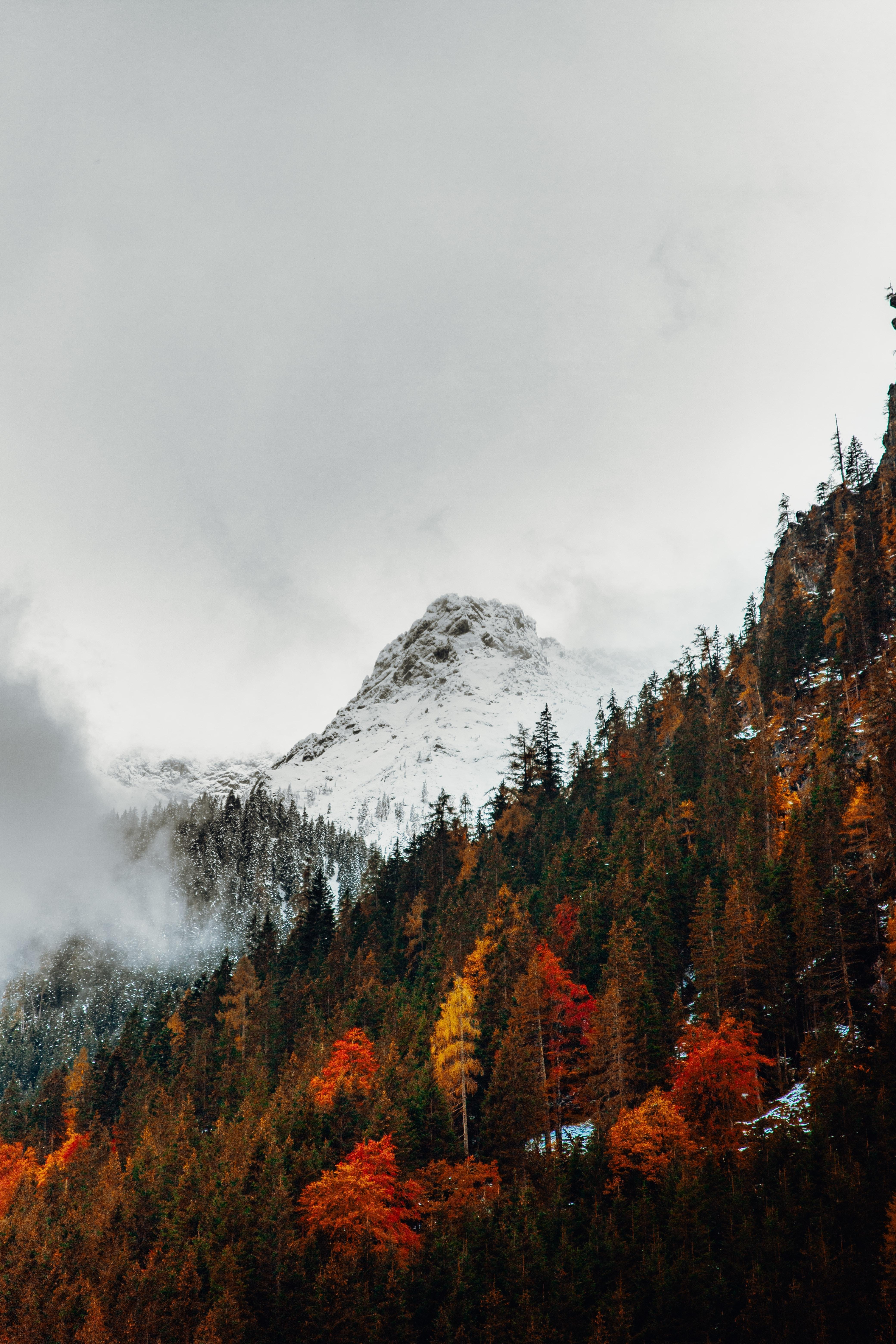 4160x6240 Wallpaper Cold, Trees, Autumn, Snow, Snow Line, Winter, Fall, Mountains:4160x6240