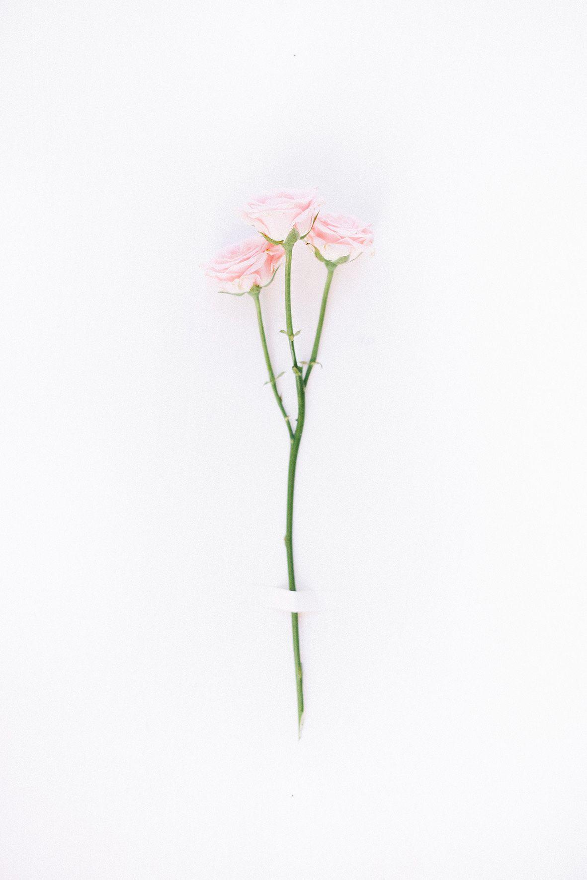 1181x1772 Single Flower Wallpaper