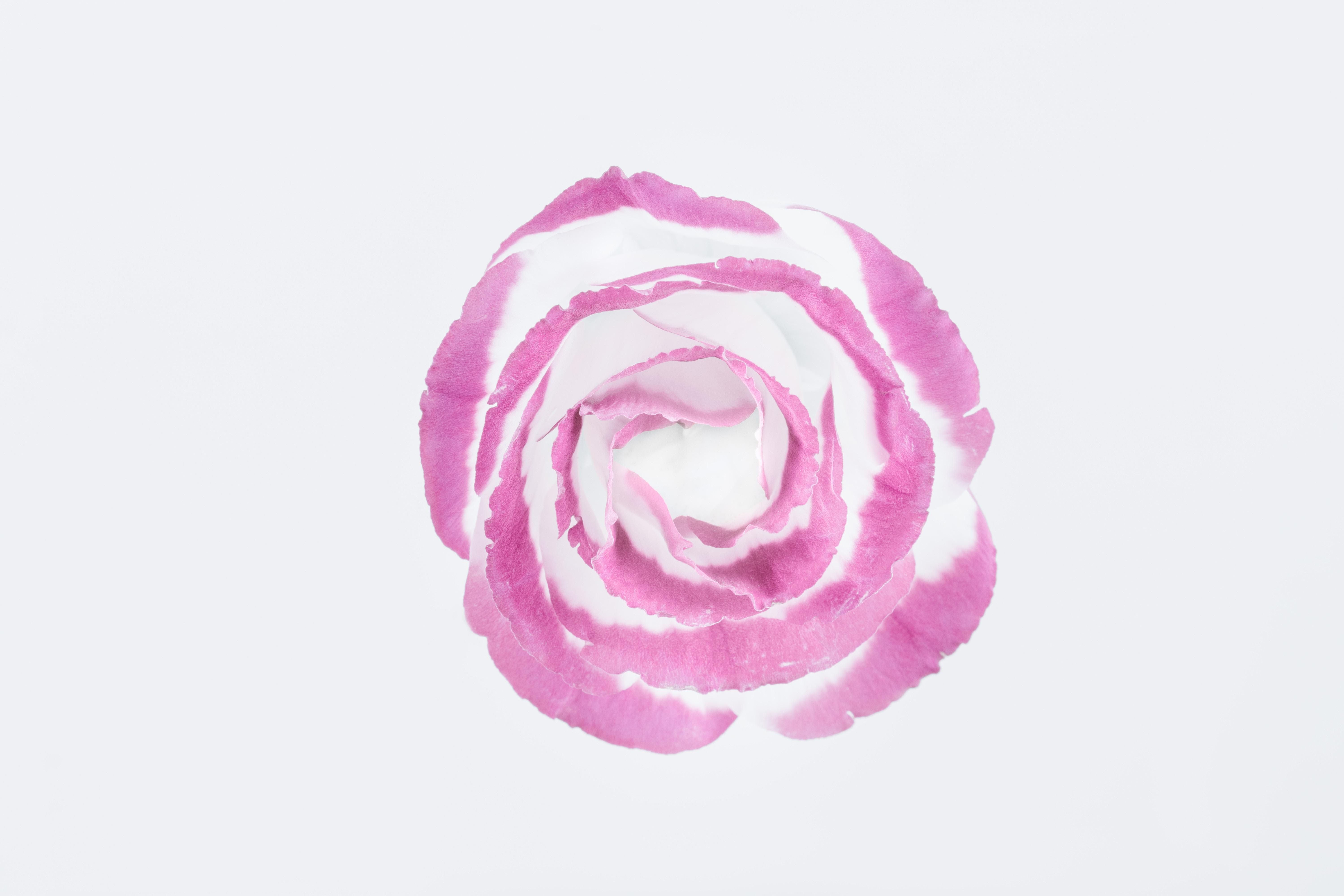 6000x4000 6000x4000 #paint, #one, #floral, #prairie Gentian, #single, #painting, #purple, #Public Domain Image, #color, #white, #drawing, #eustoma, #purple Pain, #petal, #lisianthu, #macro, #close Up, #background, #flower. Mocah HD Wallpaper