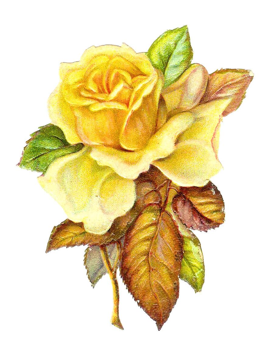 874x1153 Flower Drawing Wallpaper Clipart