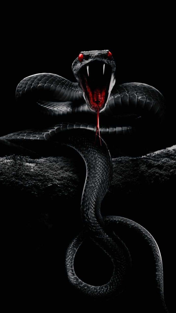 715x1271 Snake Wallpaper