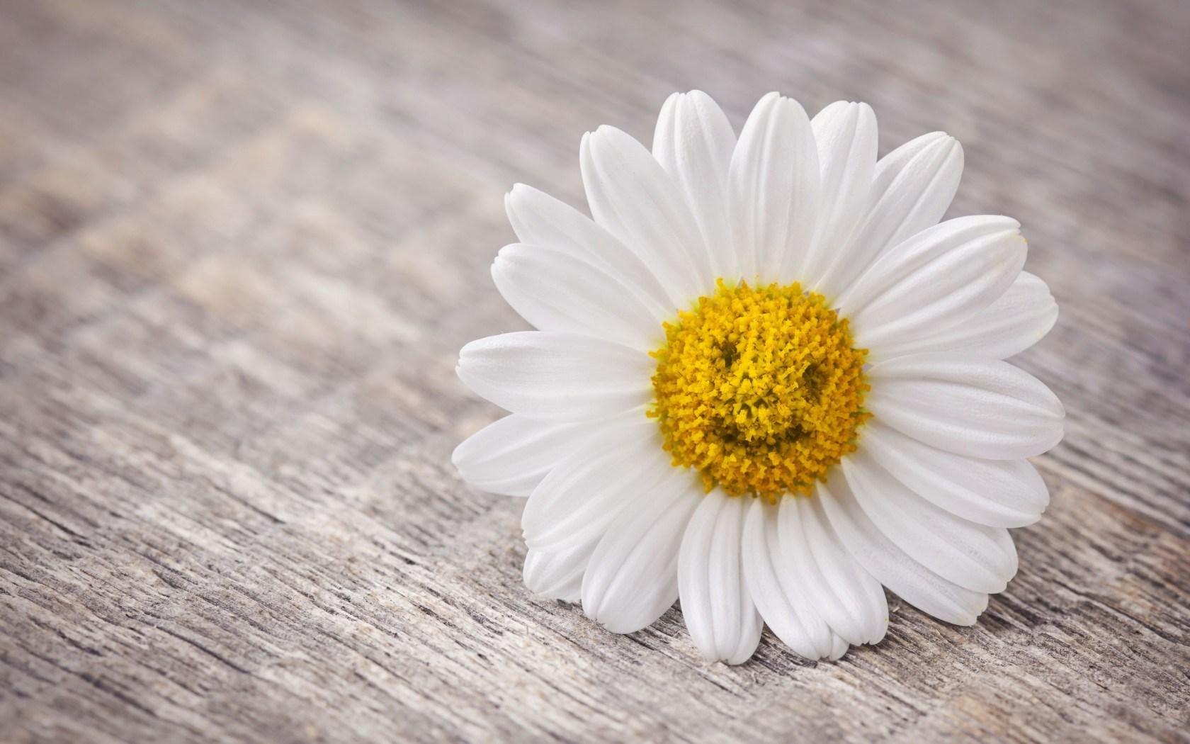 1680x1050 Smile Wallpaper. HD Background Image. Photo