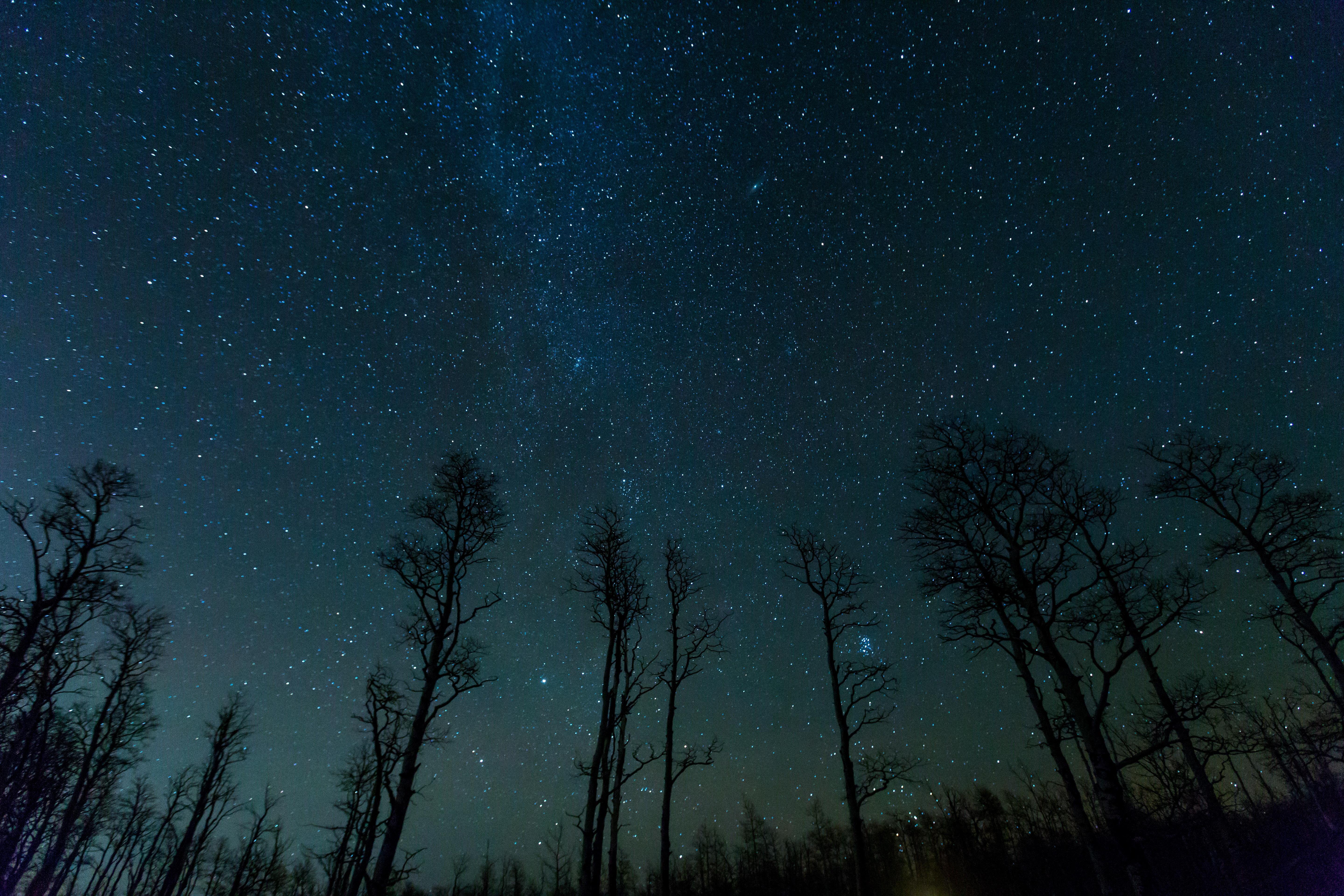 5760x3840 Free download trees starry night night forest wallpaper [5760x3840] for your Desktop, Mobile & Tablet. Explore Night Forest Wallpaper. Night Forest Wallpaper, Winter Forest Wallpaper Night, Inside Forest Night