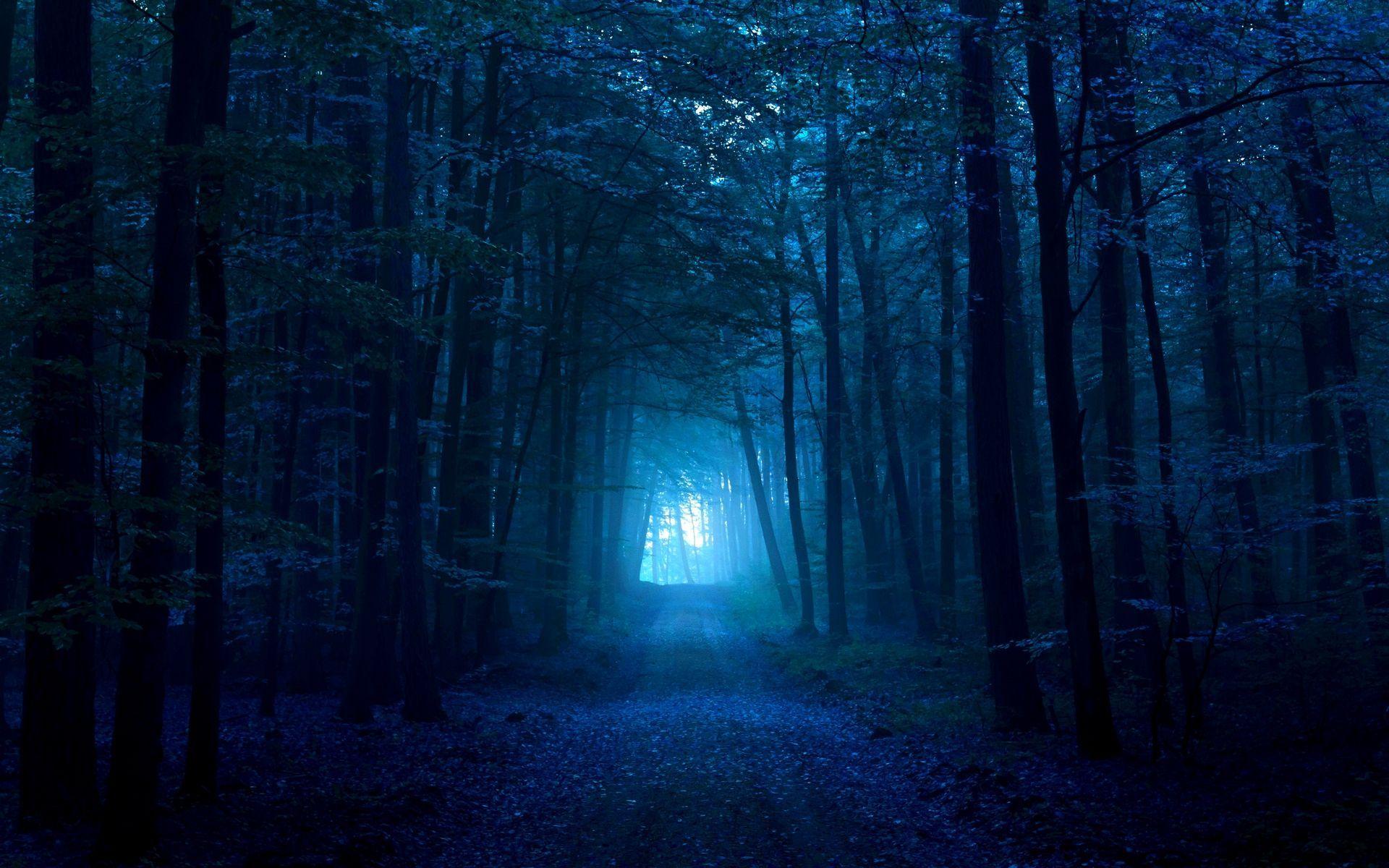 1920x1200 Blue Forest Wallpaper